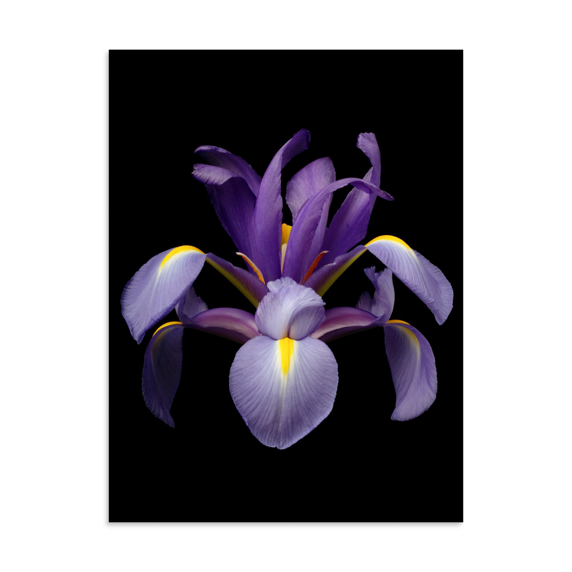 enhanced-matte-paper-poster-(in)-30x40-front-6a8f845b5aa60.jpg