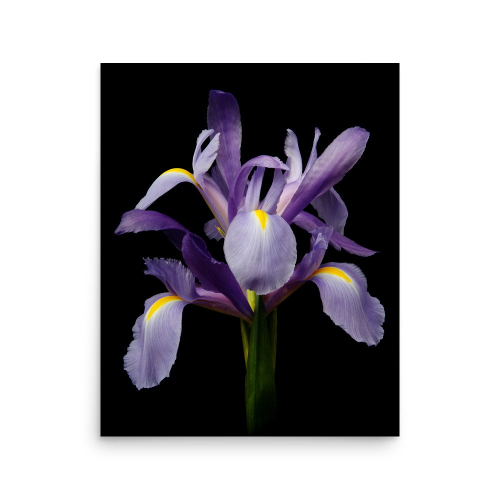 enhanced-matte-paper-poster-(in)-16x20-front-6a8f86f734b16.jpg