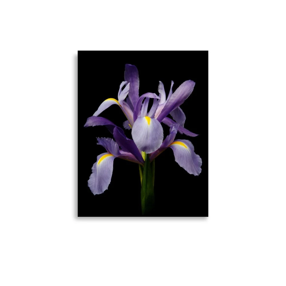 enhanced-matte-paper-poster-(in)-11x14-front-6a8f86f7358fb.jpg