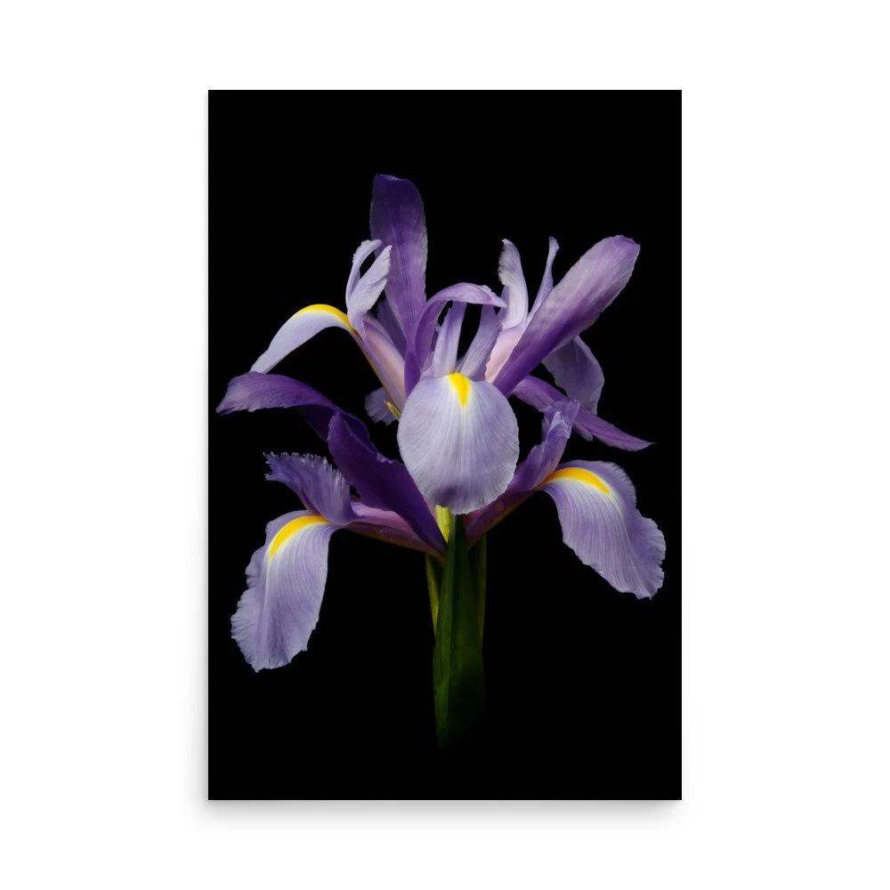 enhanced-matte-paper-poster-(in)-24x36-front-6a8f86f7359b2.jpg