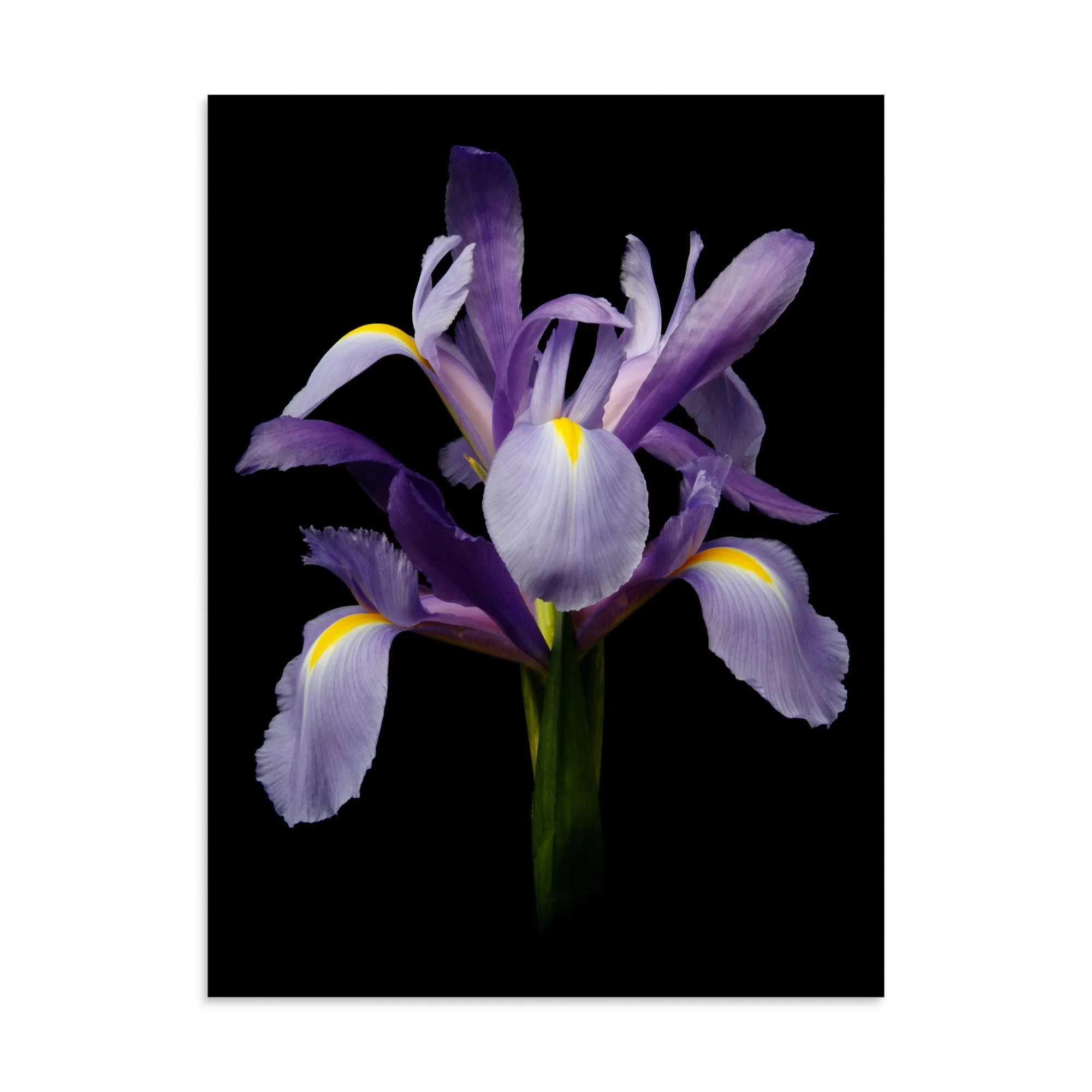 enhanced-matte-paper-poster-(in)-30x40-front-6a8f86f735a28.jpg