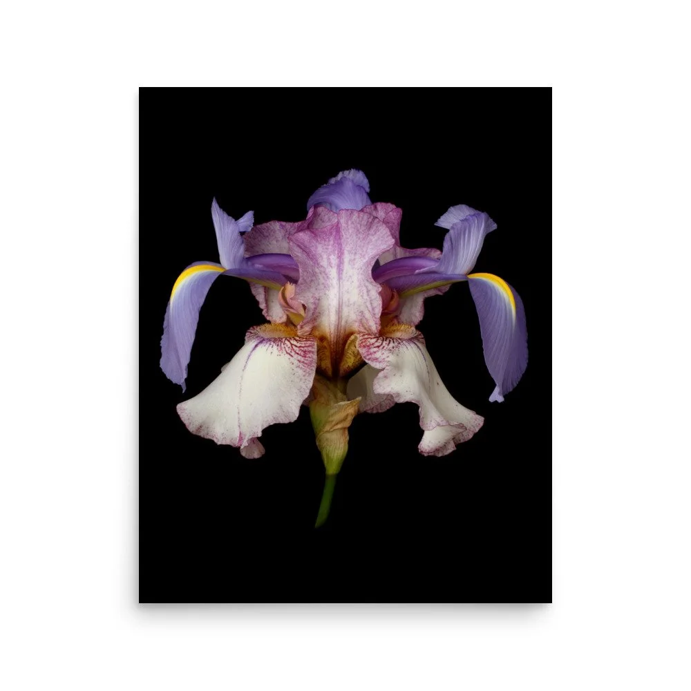 enhanced-matte-paper-poster-(in)-16x20-front-6a8f892664d44.jpg
