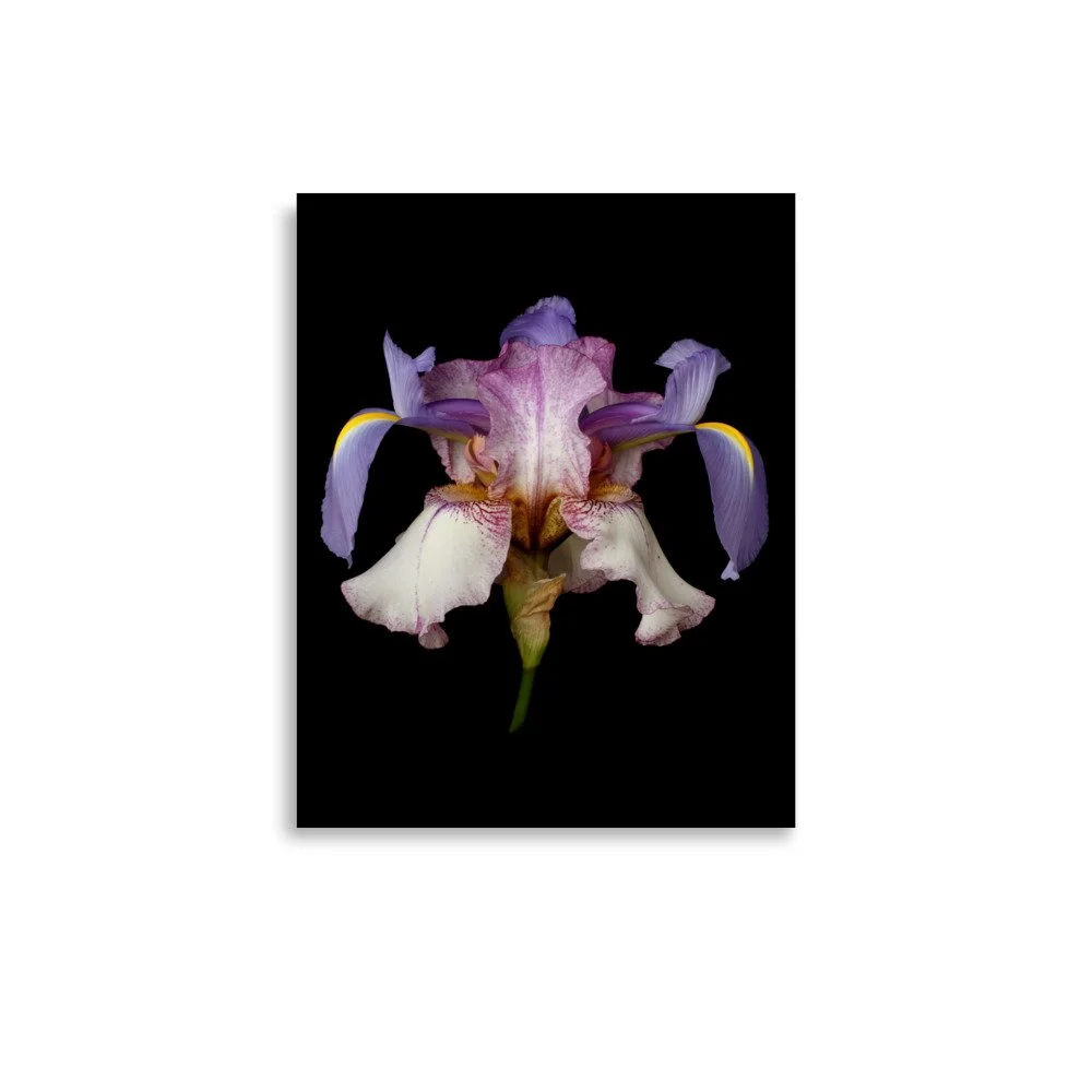 enhanced-matte-paper-poster-(in)-11x14-front-6a8f892665759.jpg
