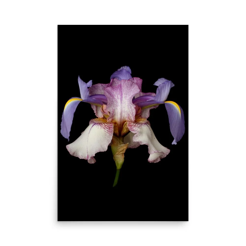 enhanced-matte-paper-poster-(in)-24x36-front-6a8f8926657ee.jpg