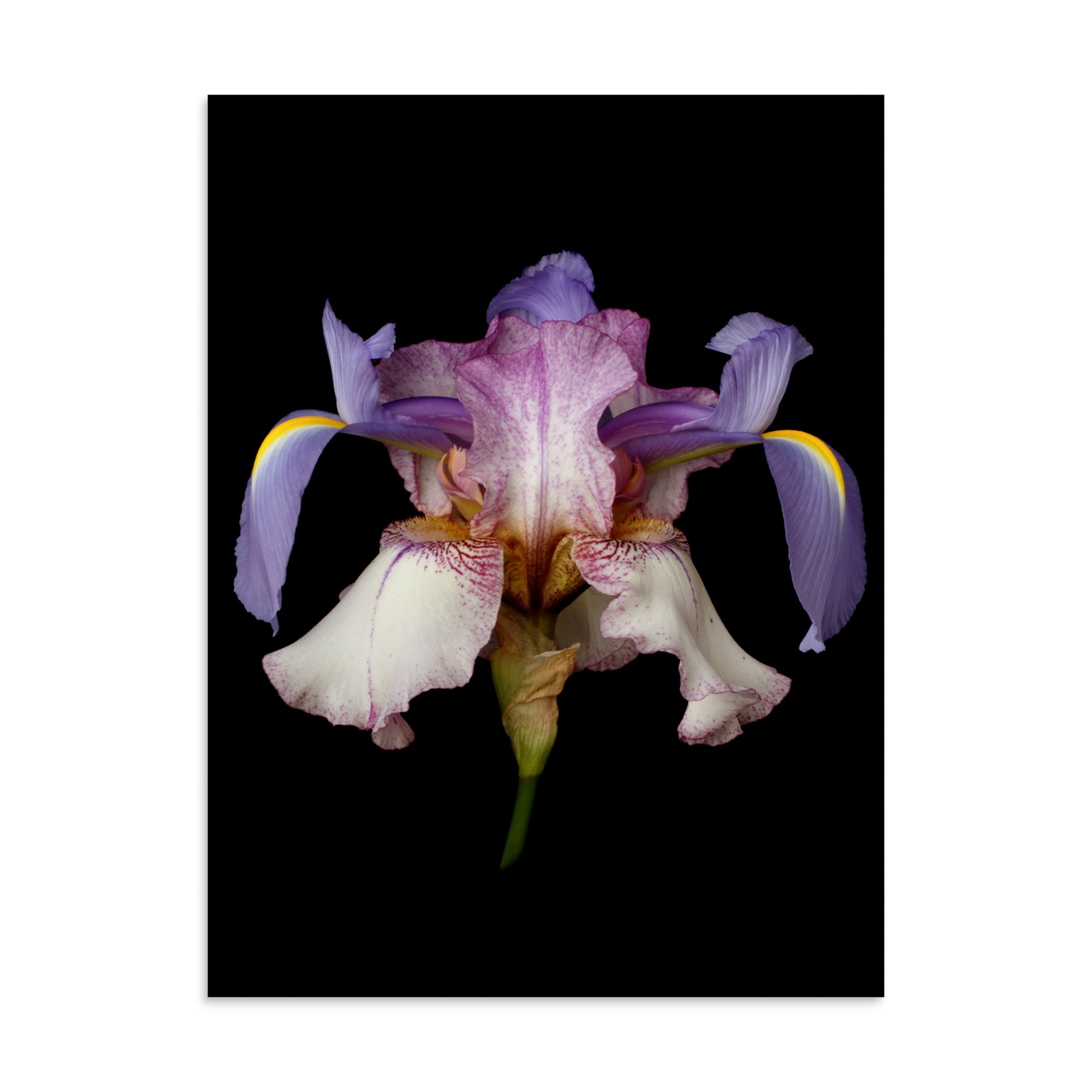 enhanced-matte-paper-poster-(in)-30x40-front-6a8f892665836.jpg