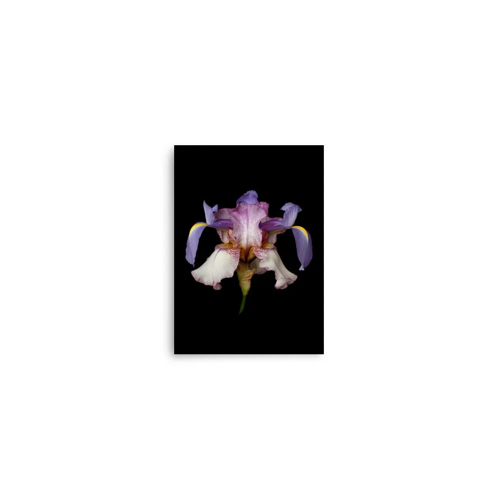 enhanced-matte-paper-poster-(in)-5x7-front-6a8f892665854.jpg