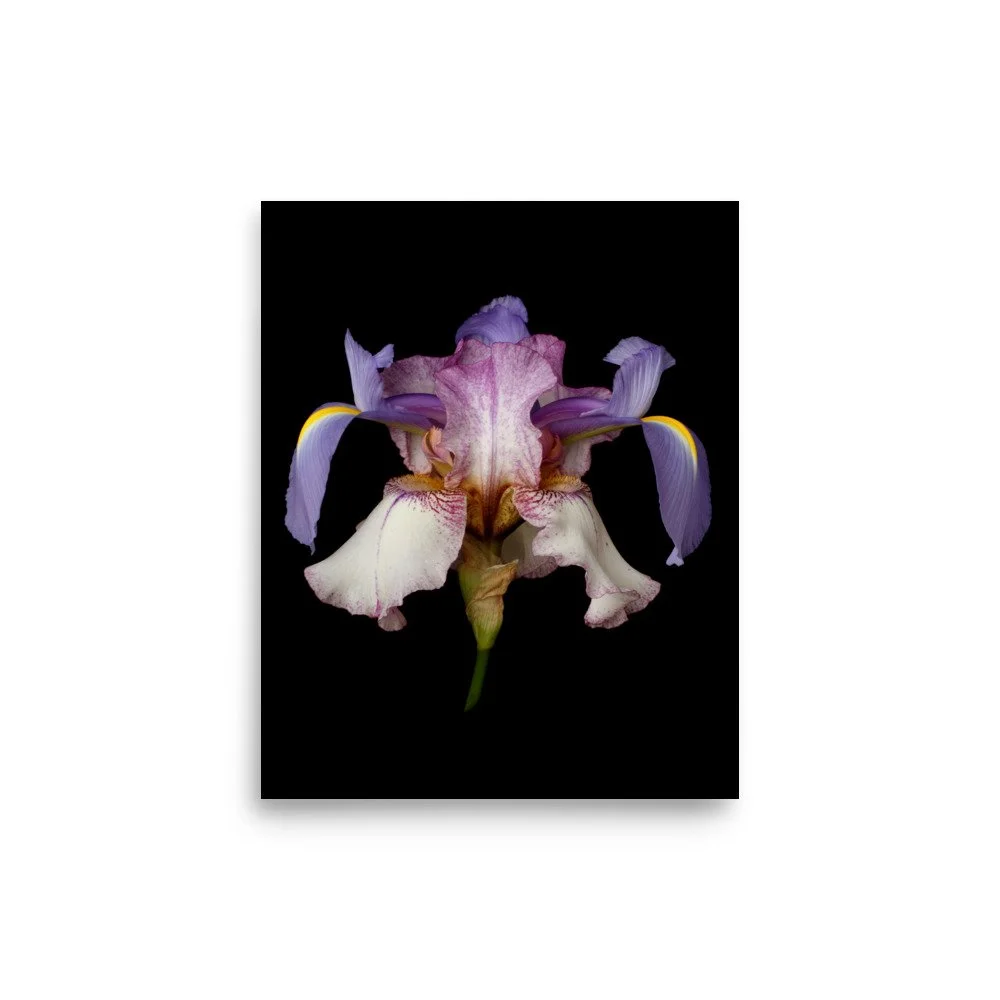 enhanced-matte-paper-poster-(in)-8x10-front-6a8f89266588b.jpg