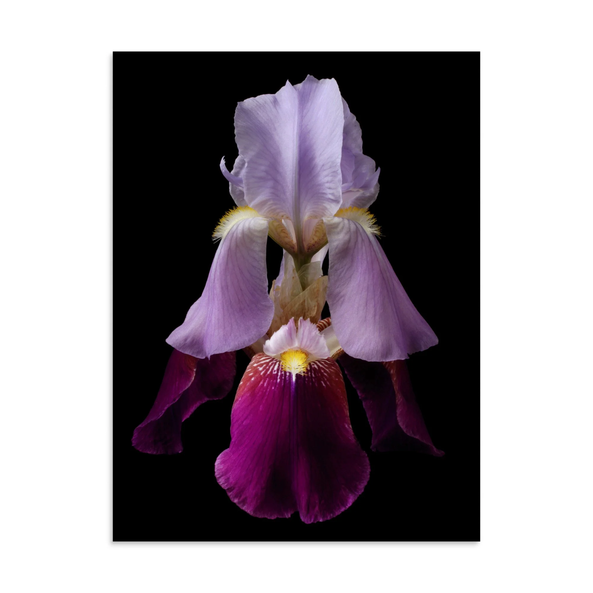 enhanced-matte-paper-poster-(in)-30x40-front-6a8f8d9f3f824.jpg