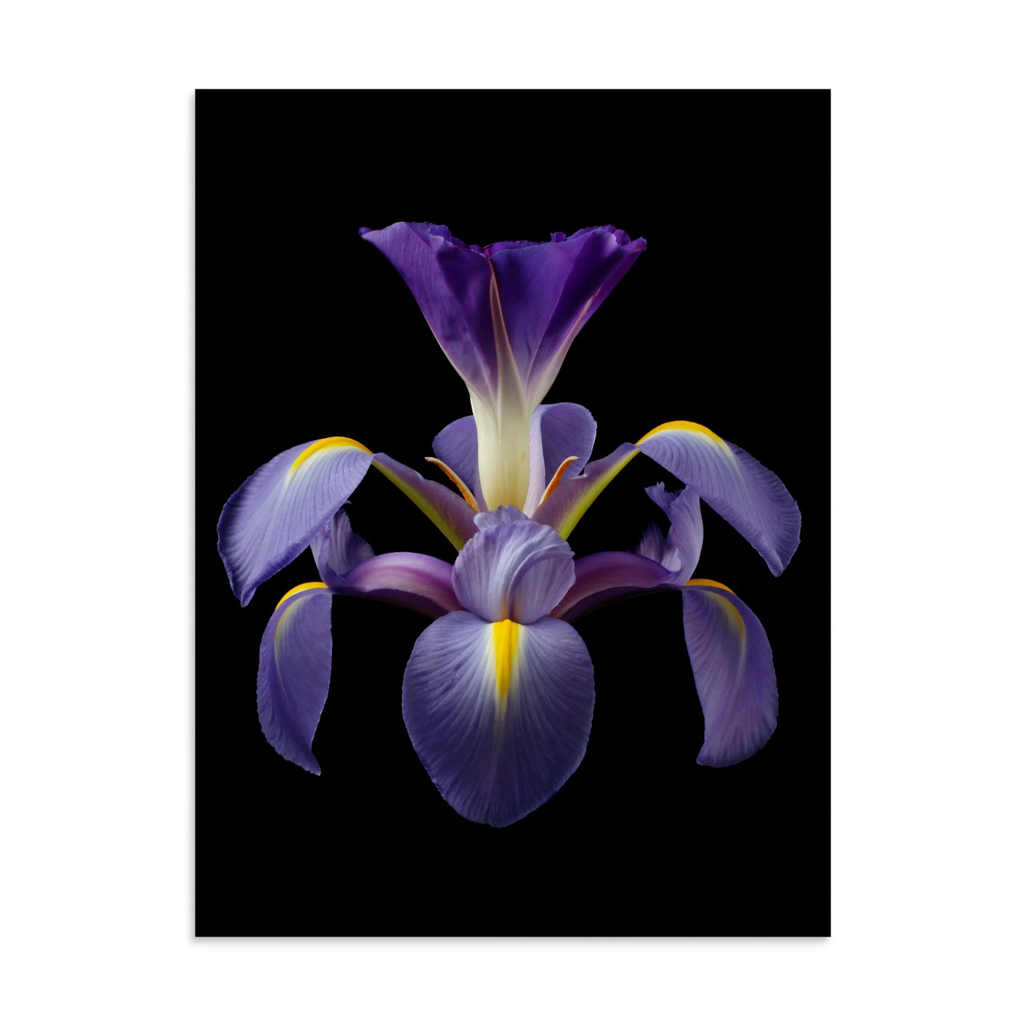 enhanced-matte-paper-poster-(in)-30x40-front-6a8f9049c455f.jpg