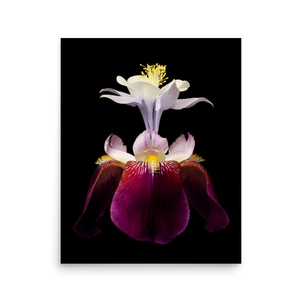enhanced-matte-paper-poster-(in)-16x20-front-6a8f93b377f4f.jpg