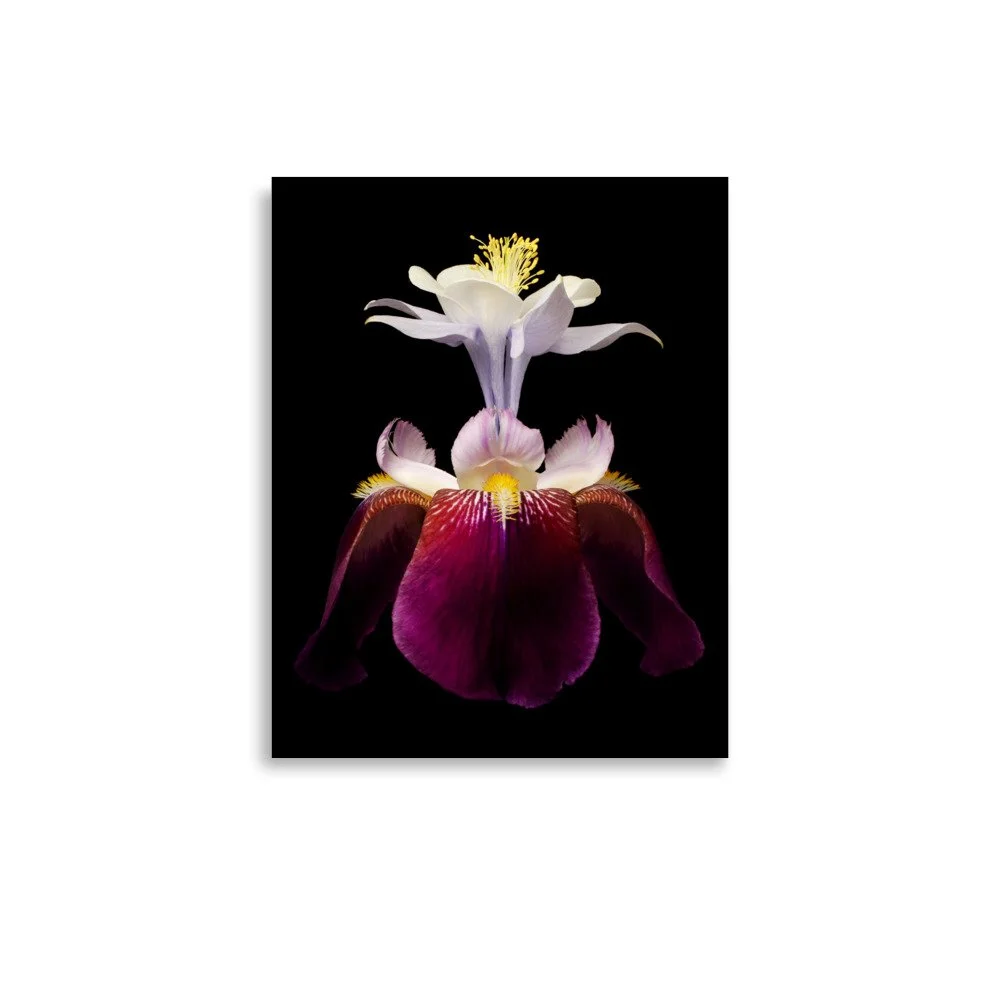 enhanced-matte-paper-poster-(in)-11x14-front-6a8f93b37877e.jpg