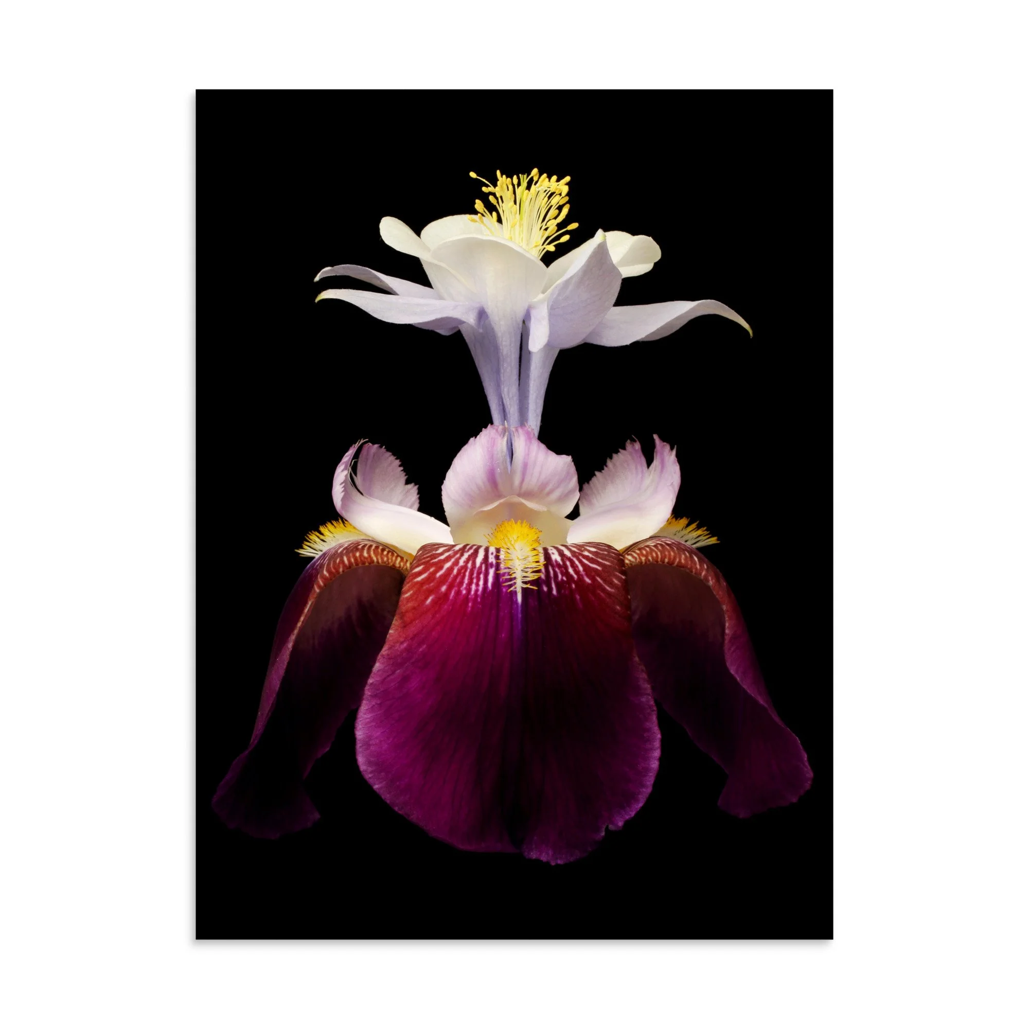 enhanced-matte-paper-poster-(in)-30x40-front-6a8f93b378808.jpg