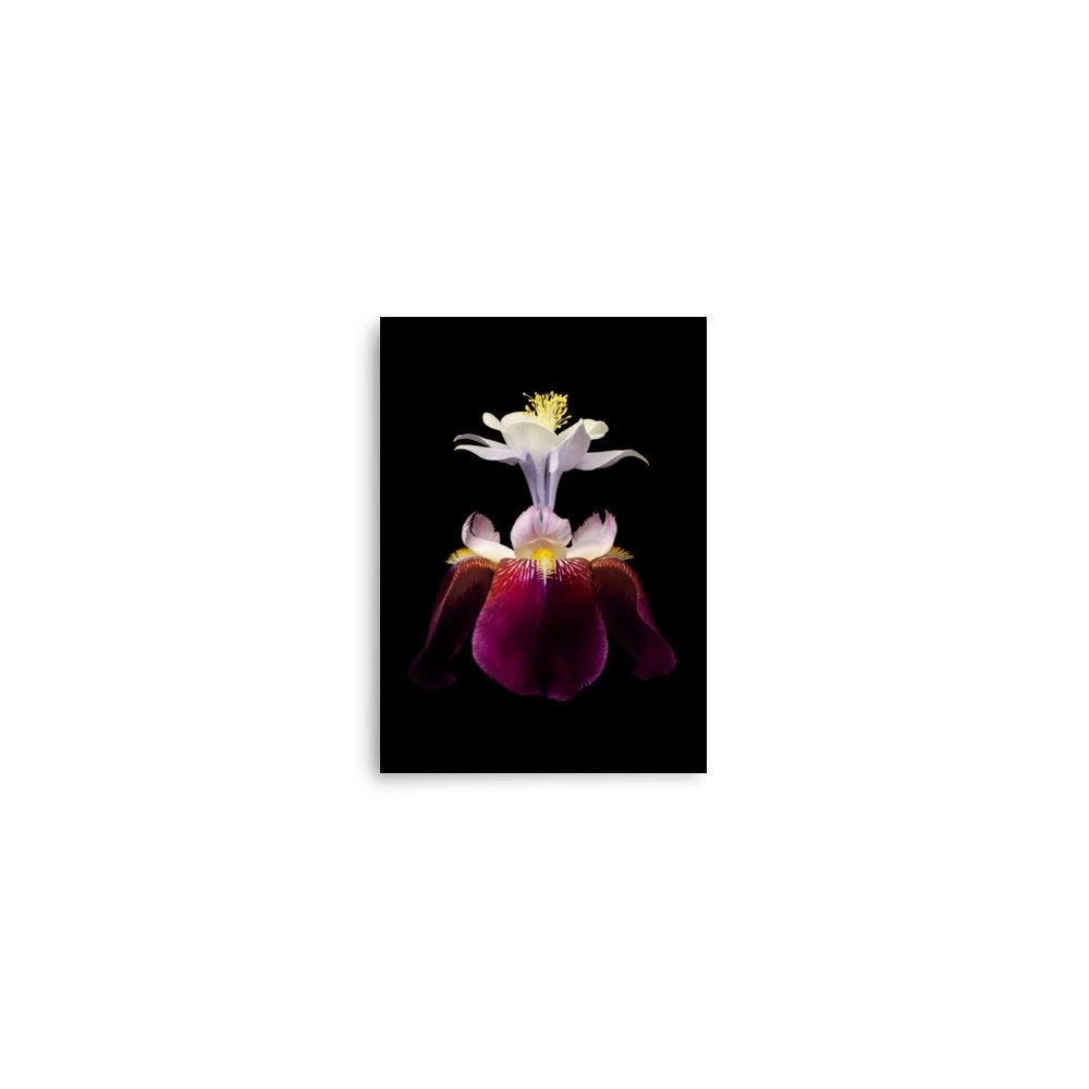 enhanced-matte-paper-poster-(in)-5x7-front-6a8f93b378825.jpg