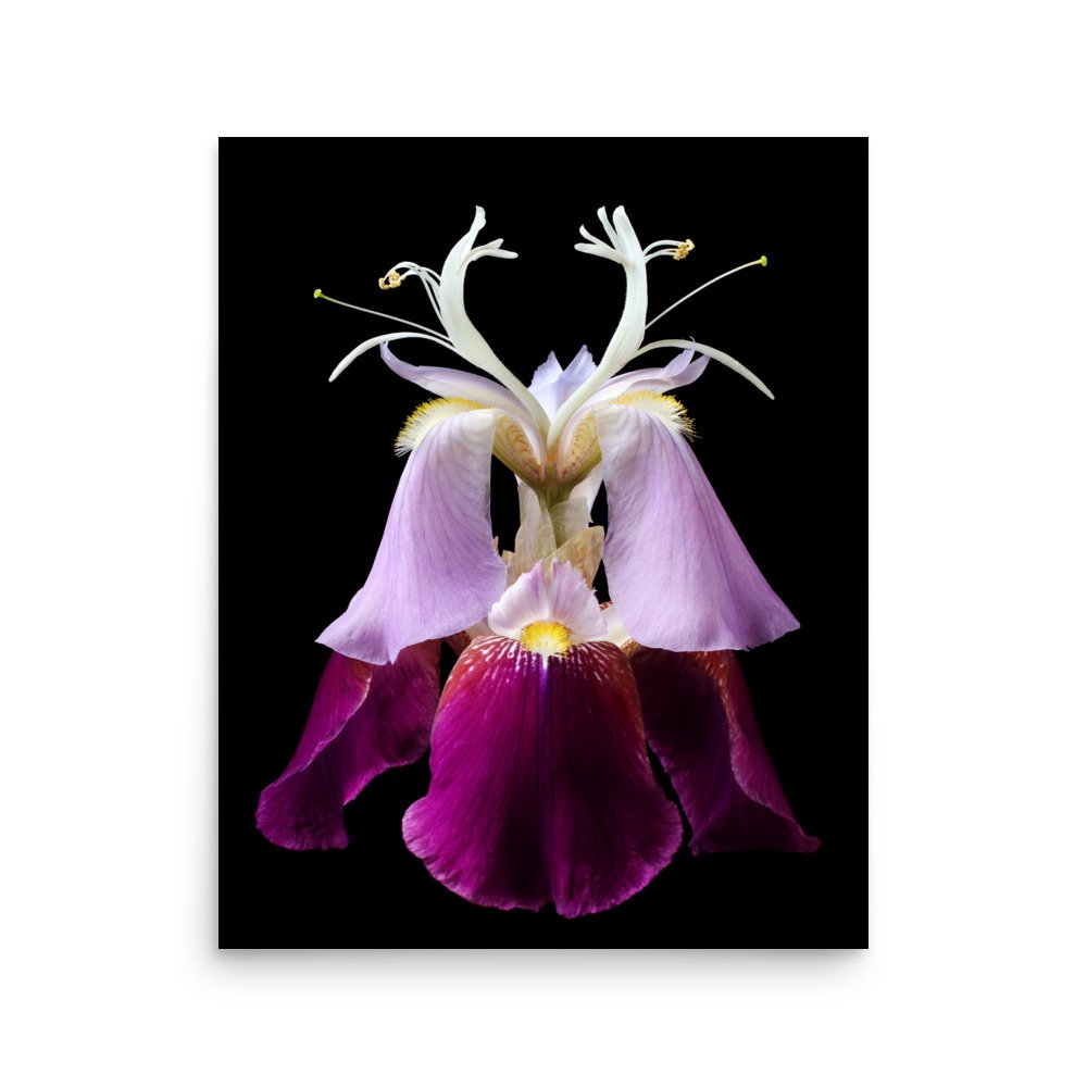 enhanced-matte-paper-poster-(in)-16x20-front-6a8f98484ab83.jpg