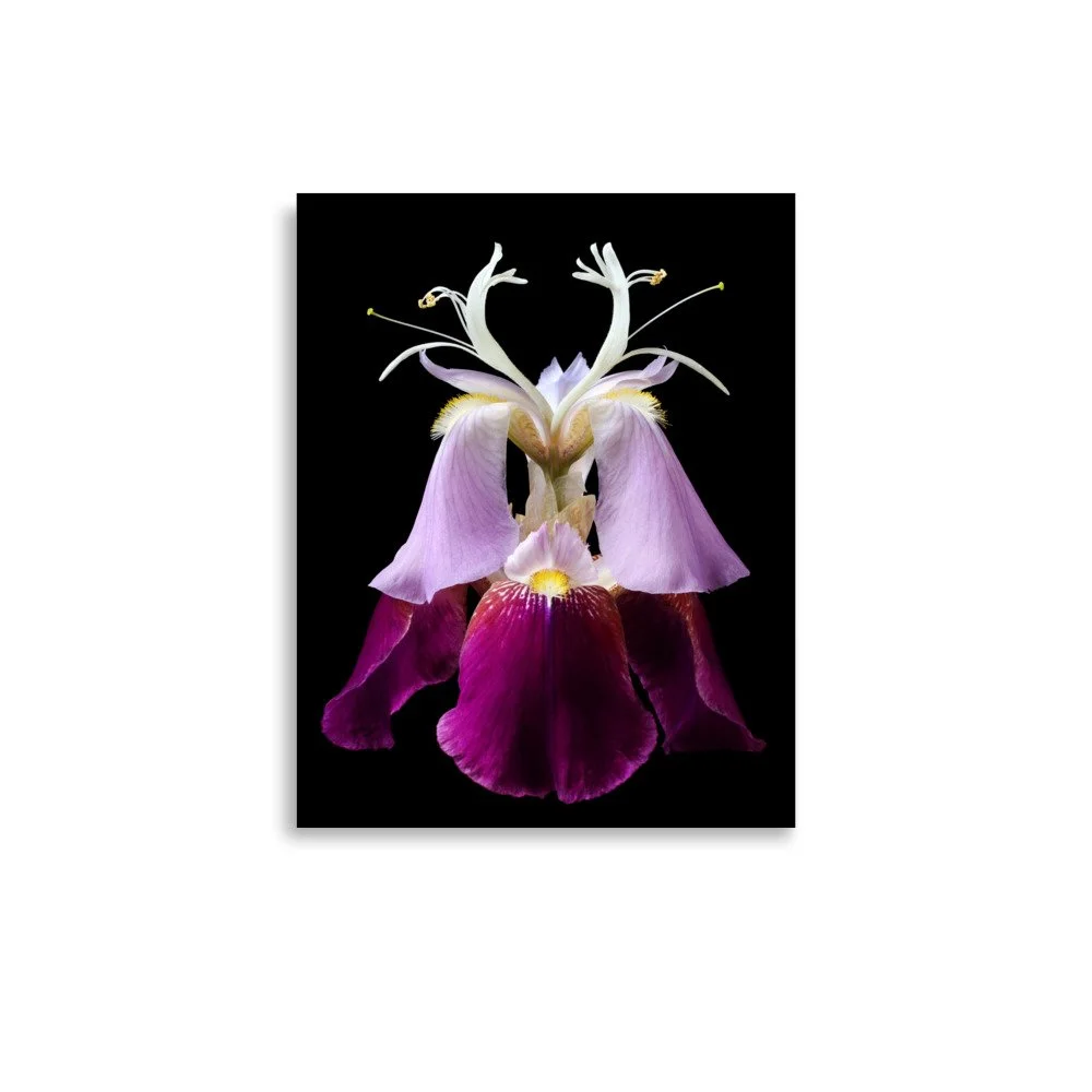 enhanced-matte-paper-poster-(in)-11x14-front-6a8f98484b3d5.jpg