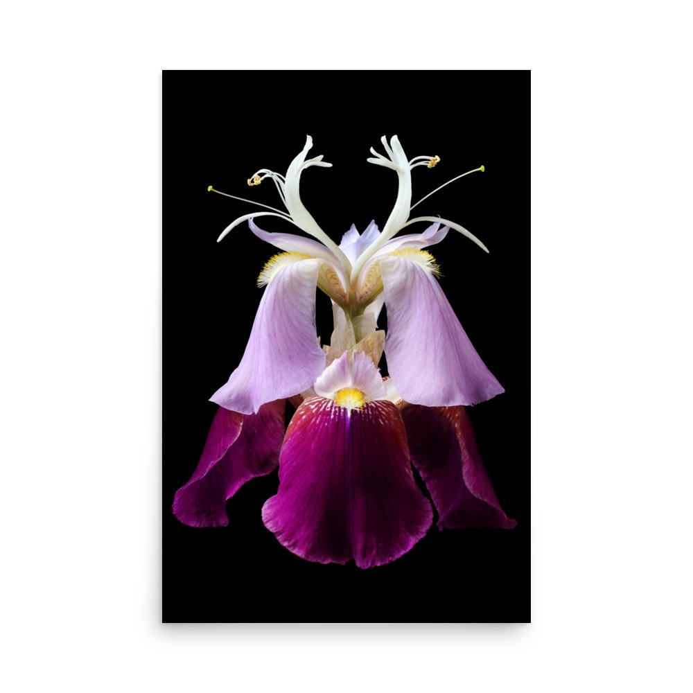 enhanced-matte-paper-poster-(in)-24x36-front-6a8f98484b442.jpg