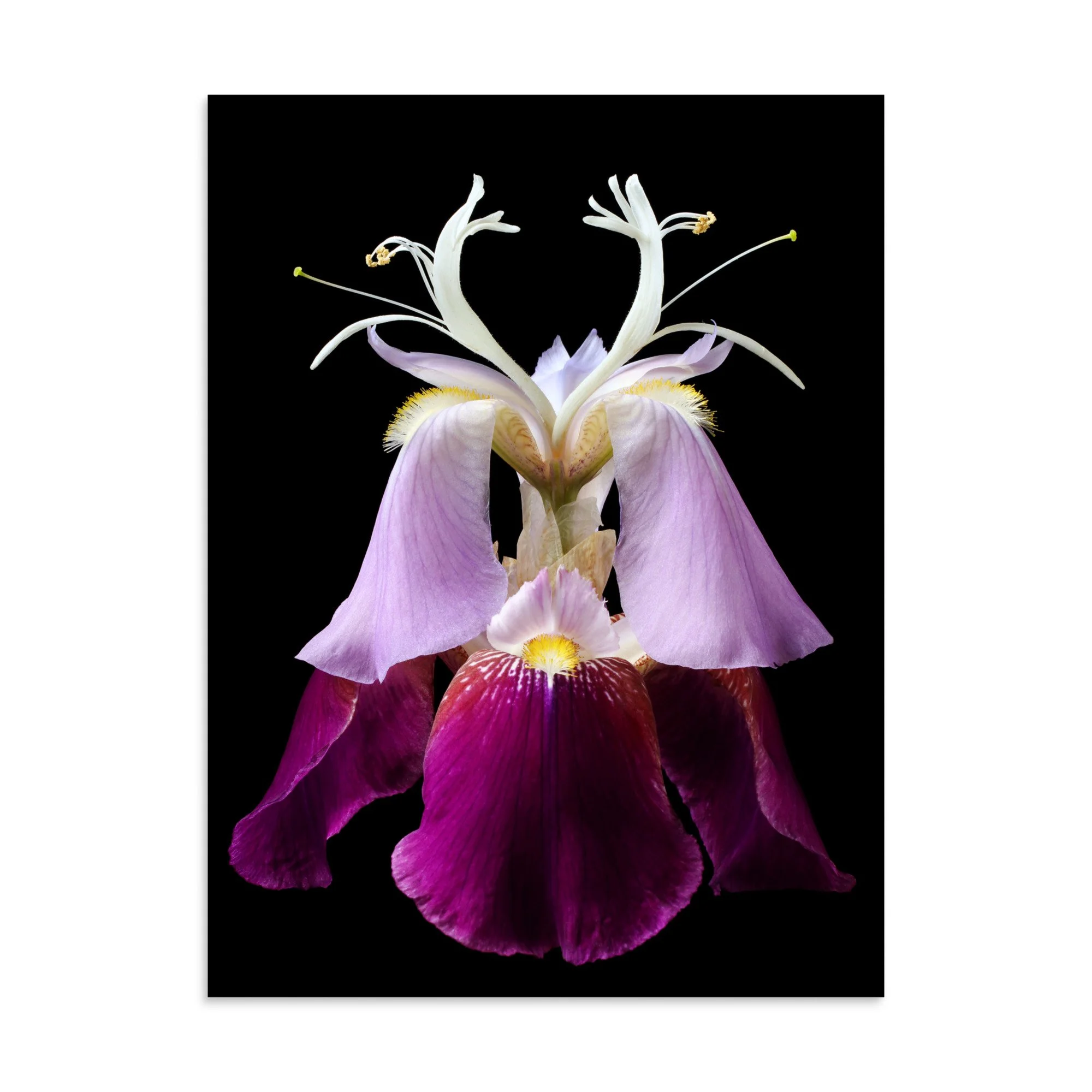 enhanced-matte-paper-poster-(in)-30x40-front-6a8f98484b489.jpg