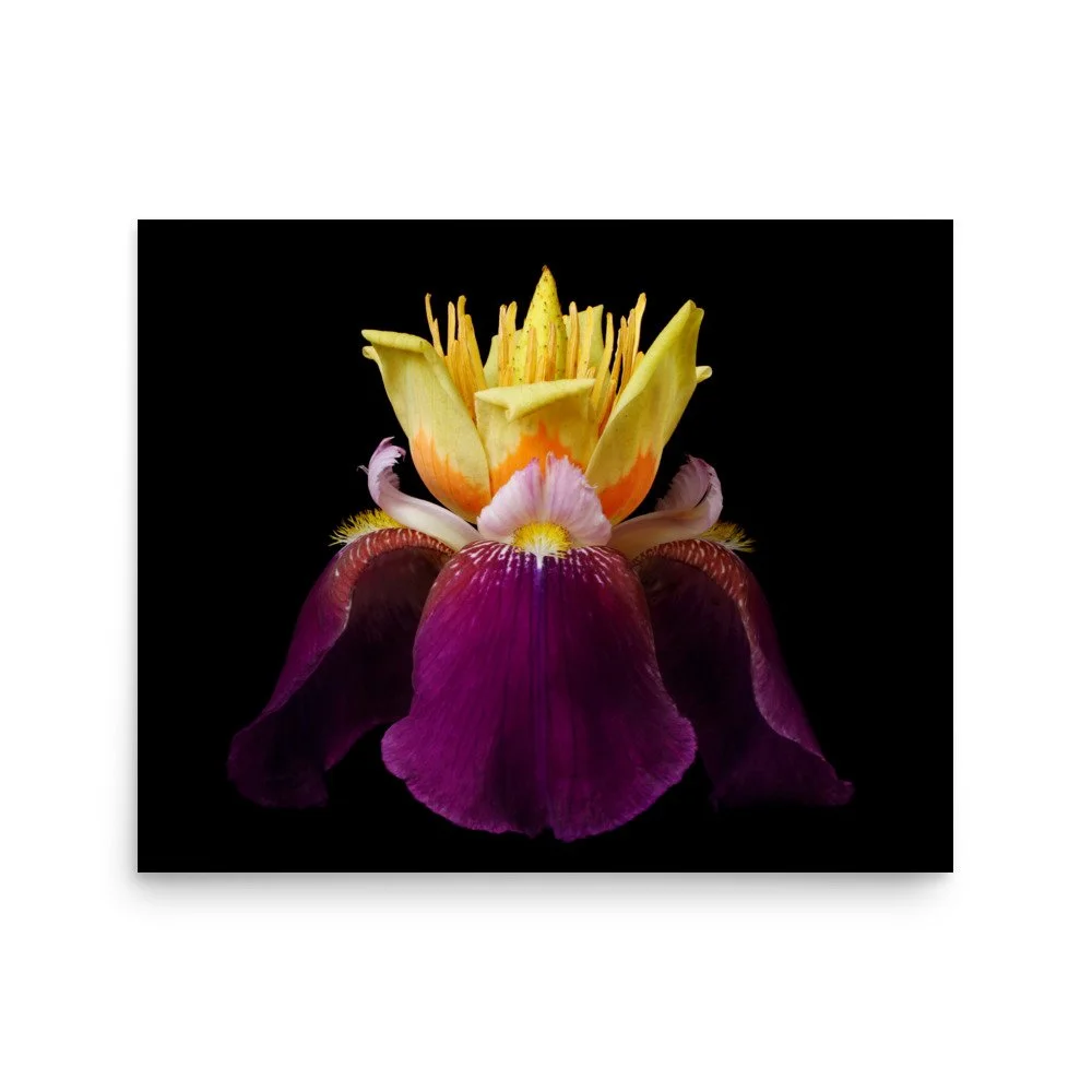 enhanced-matte-paper-poster-(in)-16x20-front-6a8f9c39ee2d7.jpg