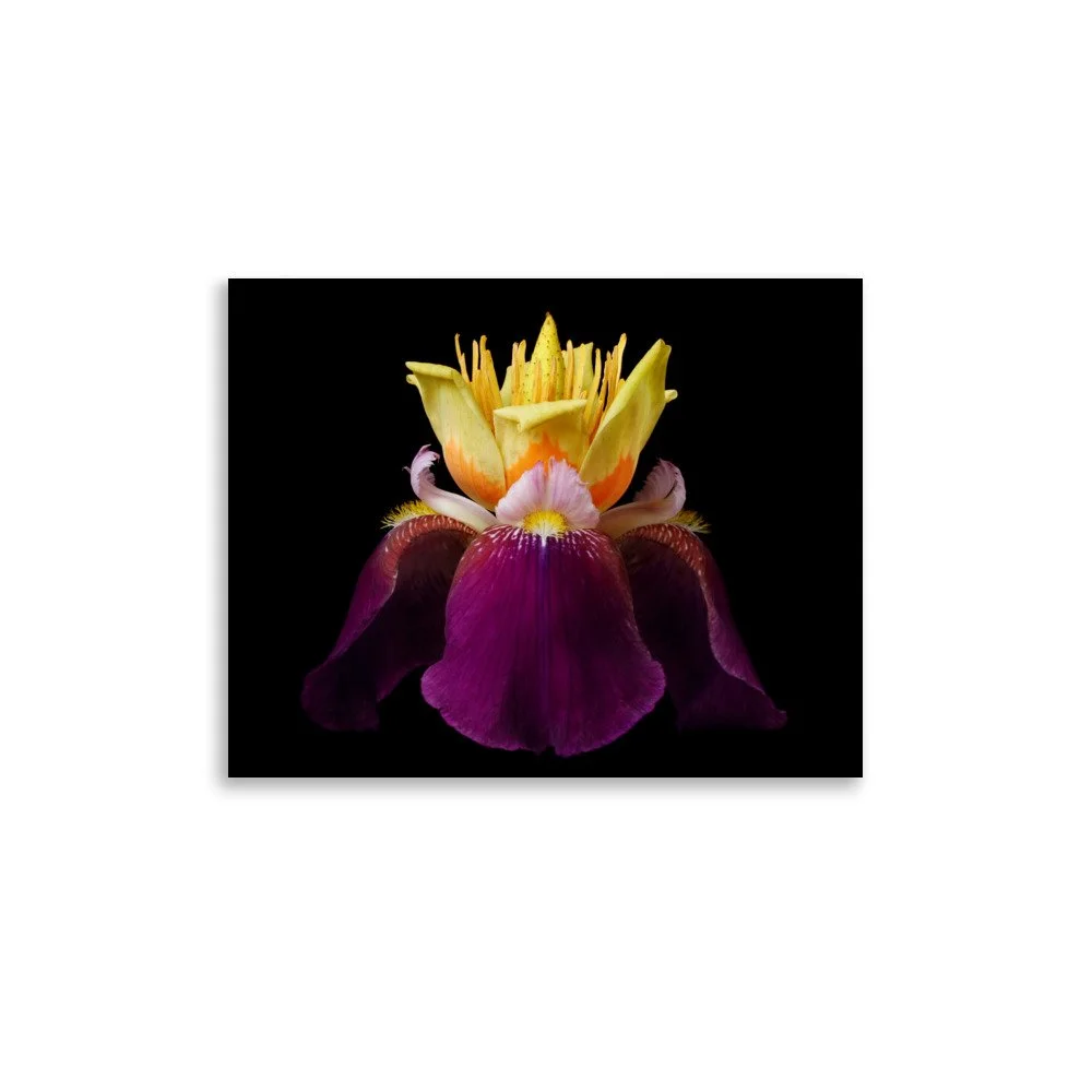 enhanced-matte-paper-poster-(in)-11x14-front-6a8f9c39eeb93.jpg
