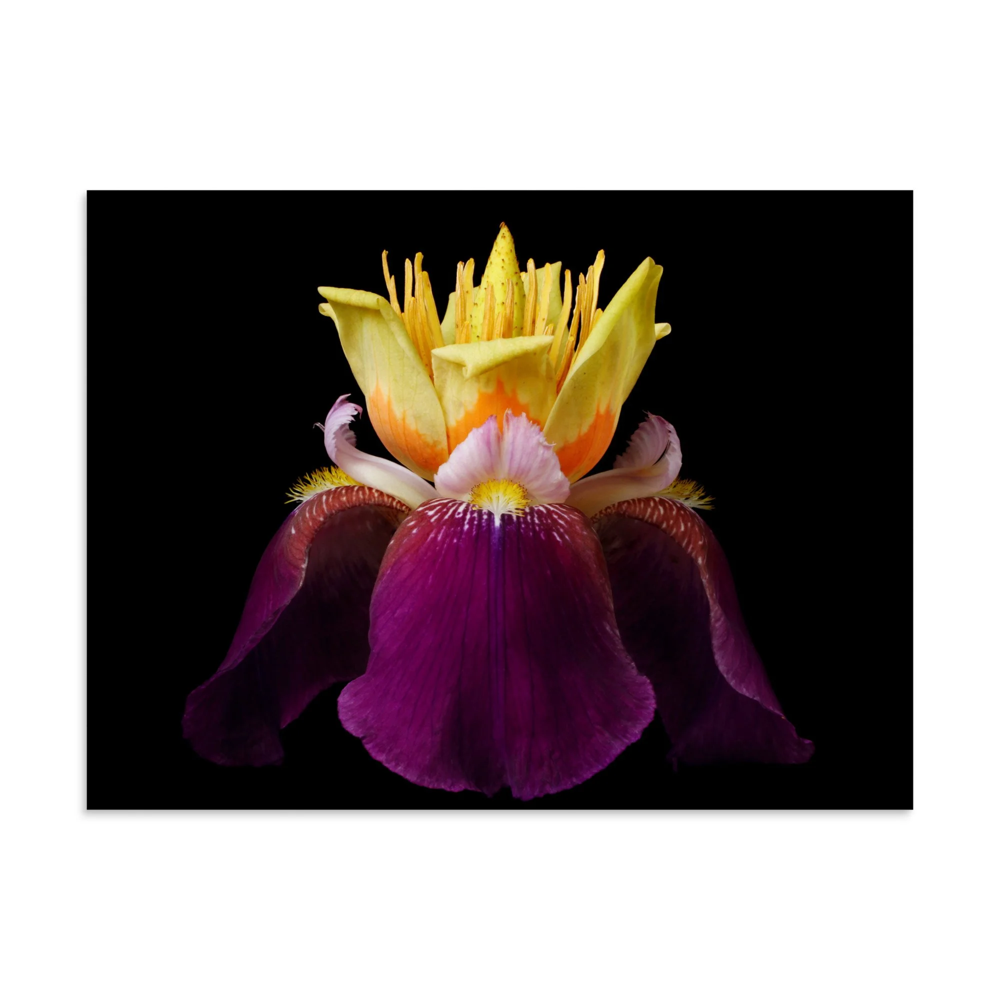enhanced-matte-paper-poster-(in)-30x40-front-6a8f9c39eec34.jpg