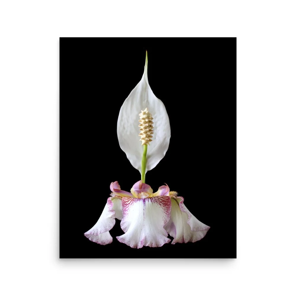 enhanced-matte-paper-poster-(in)-16x20-front-6a8fa0864df0c.jpg