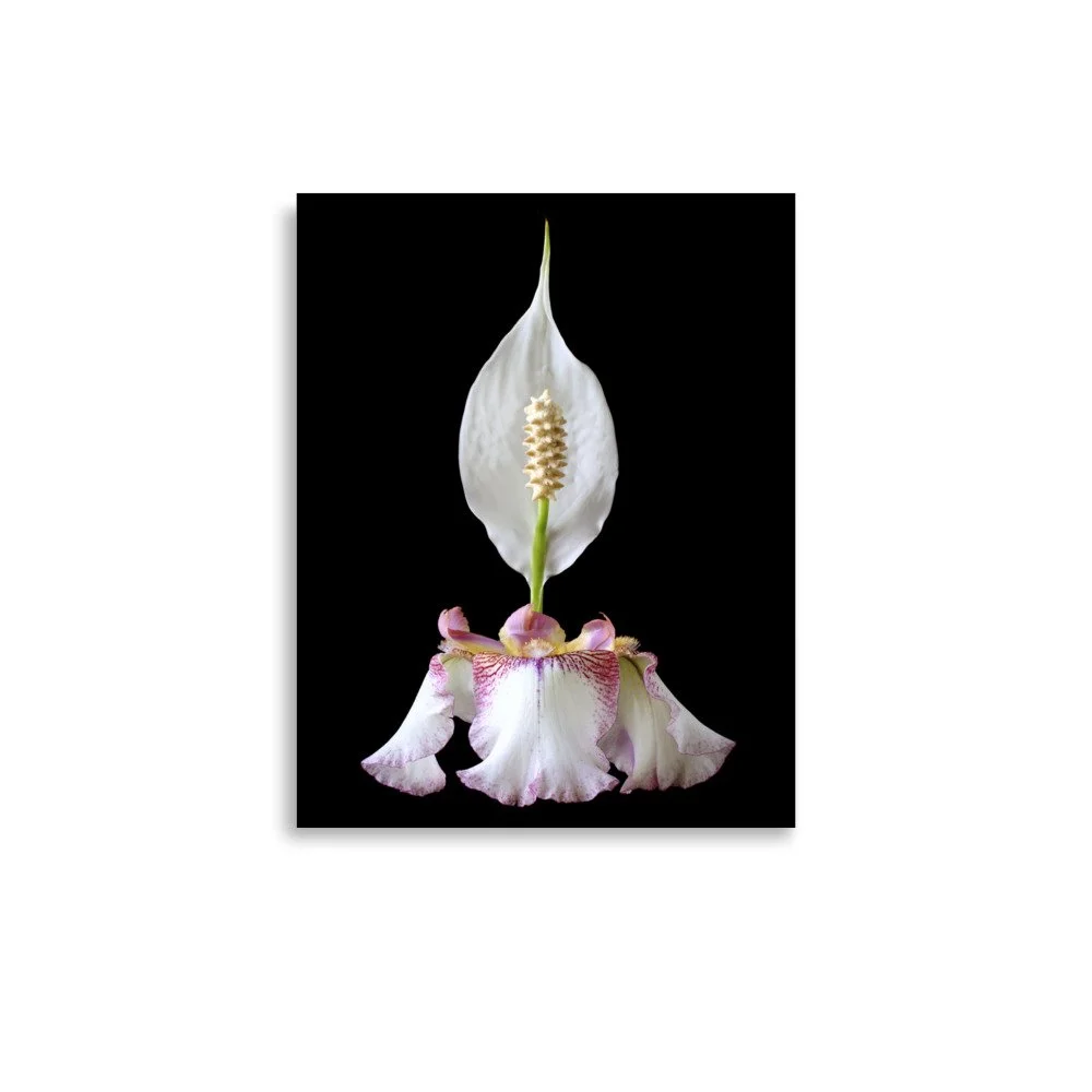 enhanced-matte-paper-poster-(in)-11x14-front-6a8fa0864e869.jpg