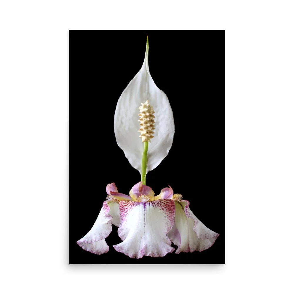 enhanced-matte-paper-poster-(in)-24x36-front-6a8fa0864e8e0.jpg