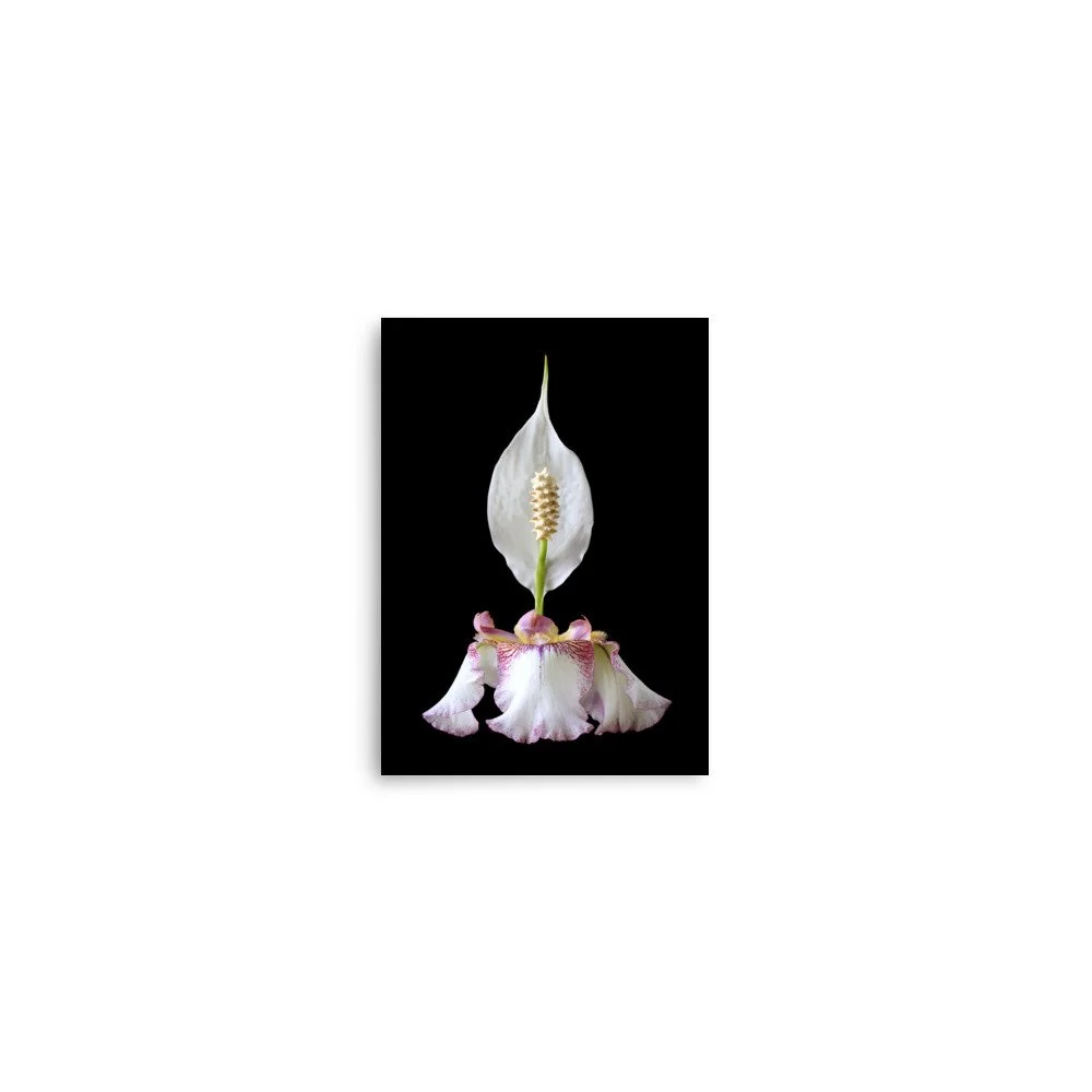 enhanced-matte-paper-poster-(in)-5x7-front-6a8fa0864e944.jpg