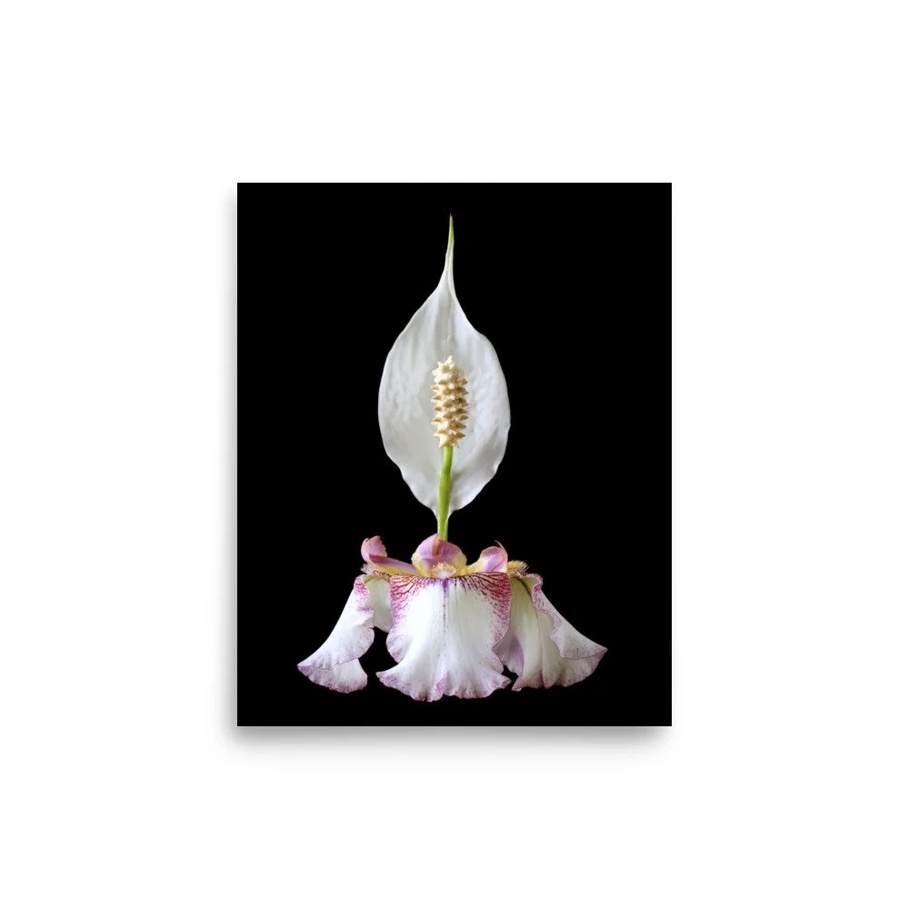 enhanced-matte-paper-poster-(in)-8x10-front-6a8fa0864e97e.jpg