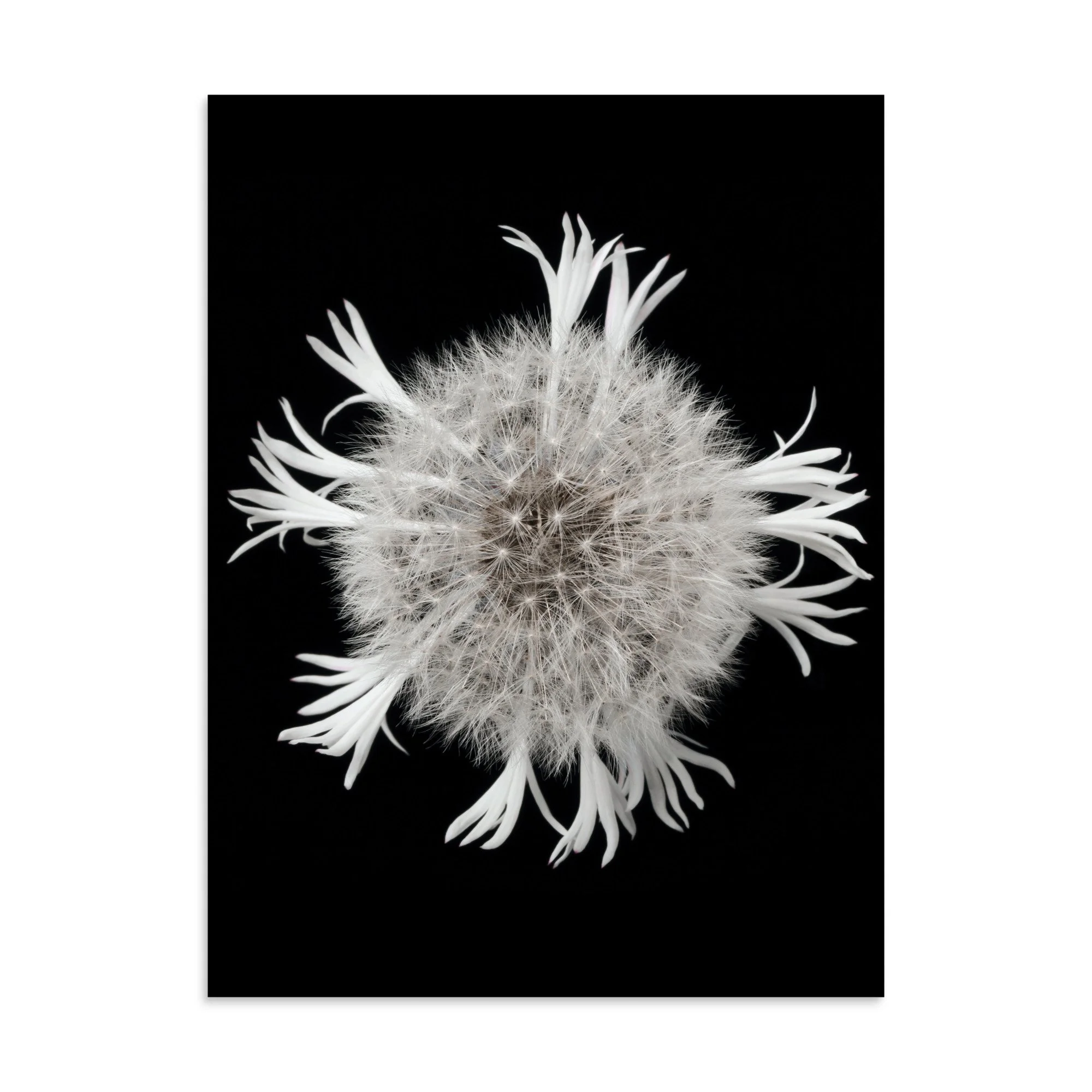 enhanced-matte-paper-poster-(in)-30x40-front-6a90ccaaae2c3.jpg