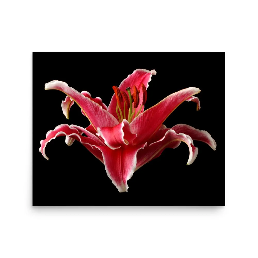 enhanced-matte-paper-poster-(in)-16x20-front-6a90d1eb1a454.jpg