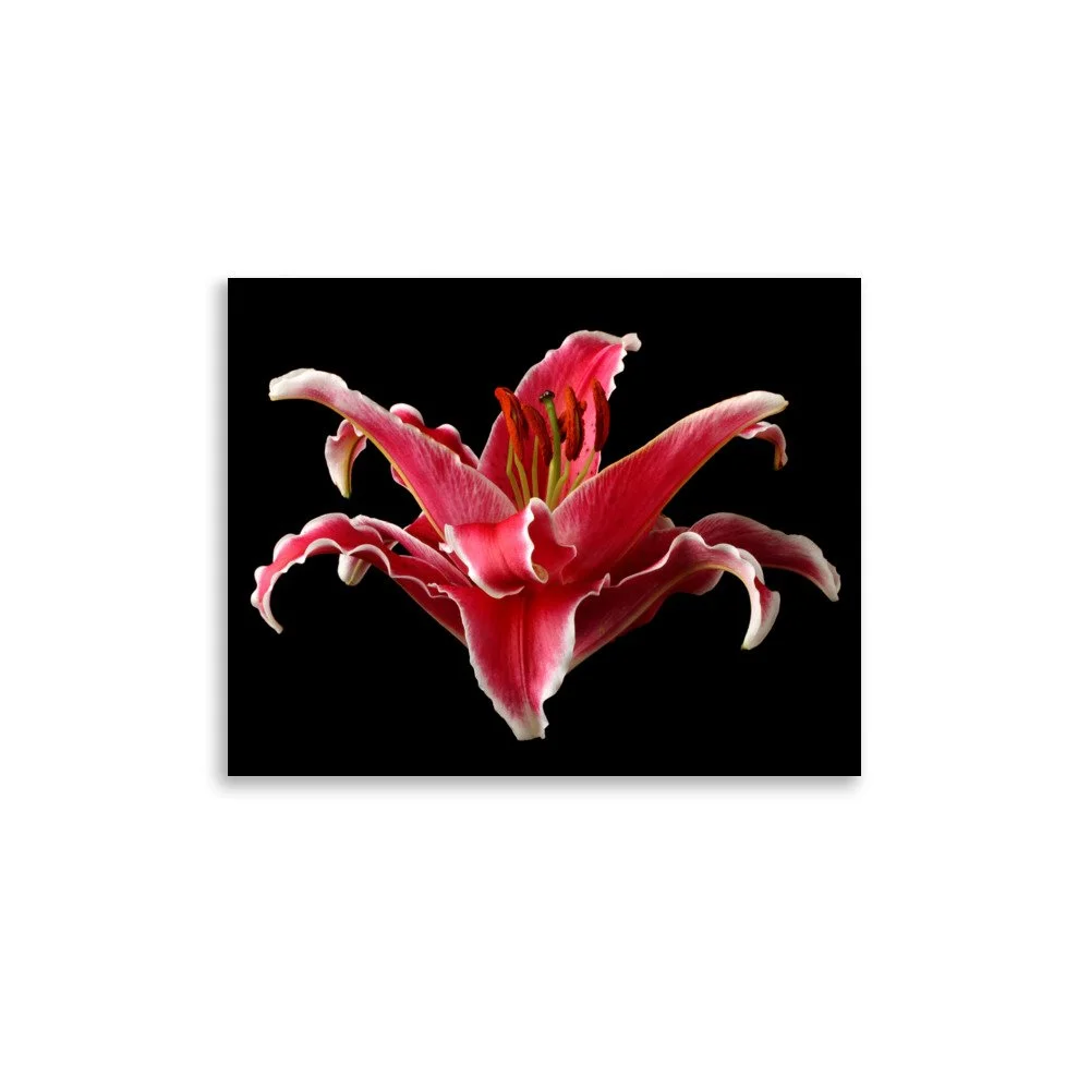 enhanced-matte-paper-poster-(in)-11x14-front-6a90d1eb1abac.jpg