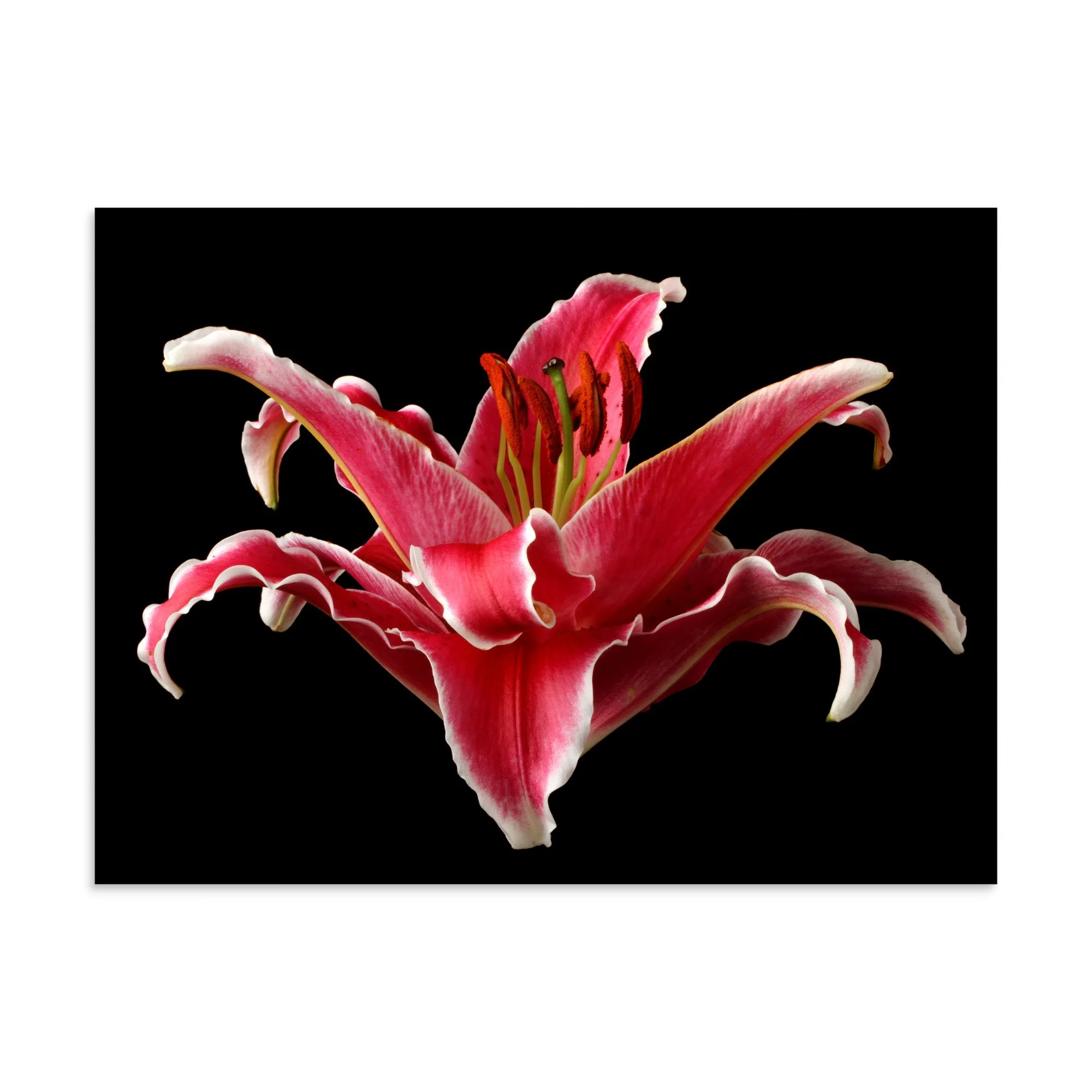 enhanced-matte-paper-poster-(in)-30x40-front-6a90d1eb1ac74.jpg