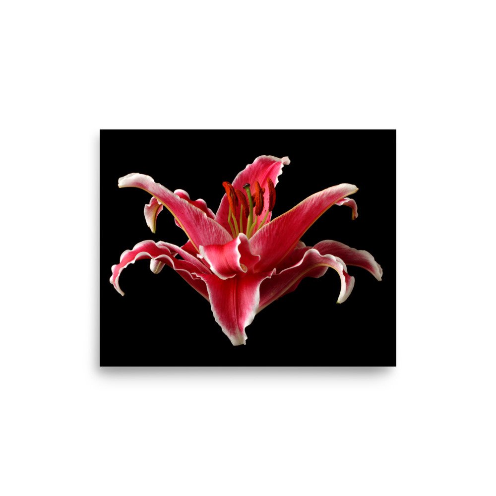 enhanced-matte-paper-poster-(in)-8x10-front-6a90d1eb1acd1.jpg