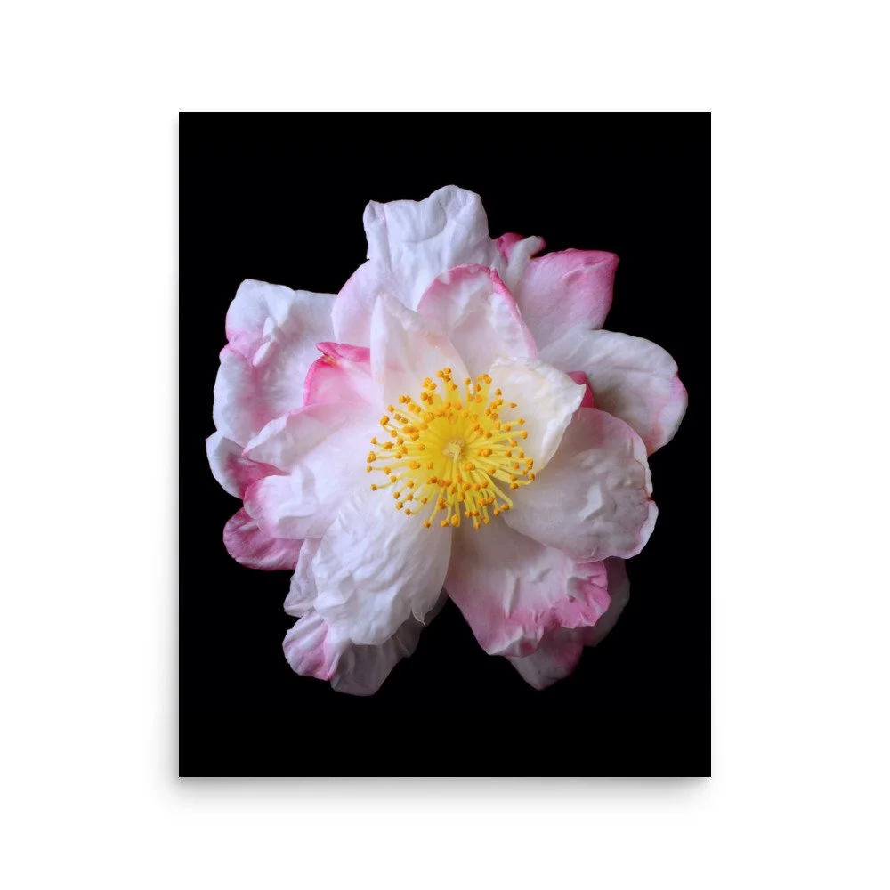 enhanced-matte-paper-poster-(in)-16x20-front-6a90d8055e106.jpg