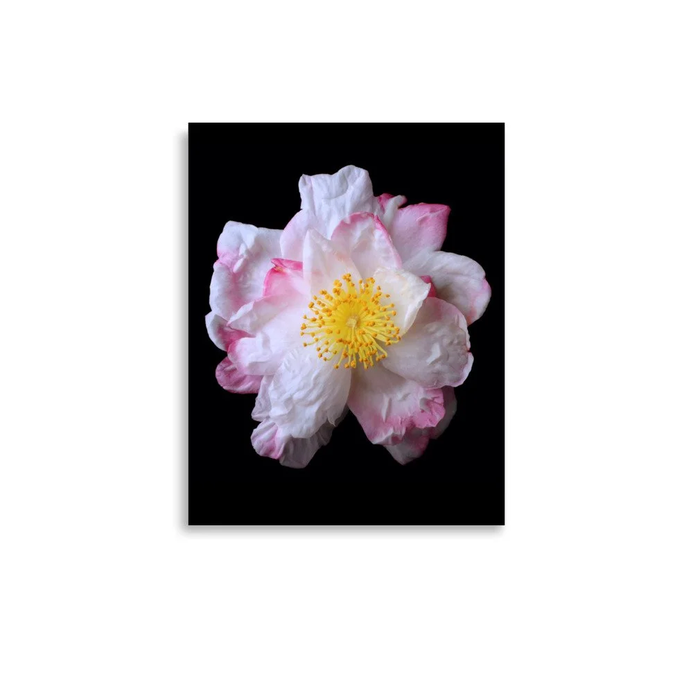 enhanced-matte-paper-poster-(in)-11x14-front-6a90d8055e958.jpg