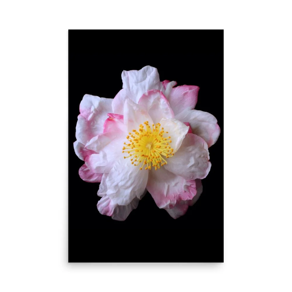 enhanced-matte-paper-poster-(in)-24x36-front-6a90d8055e9dc.jpg