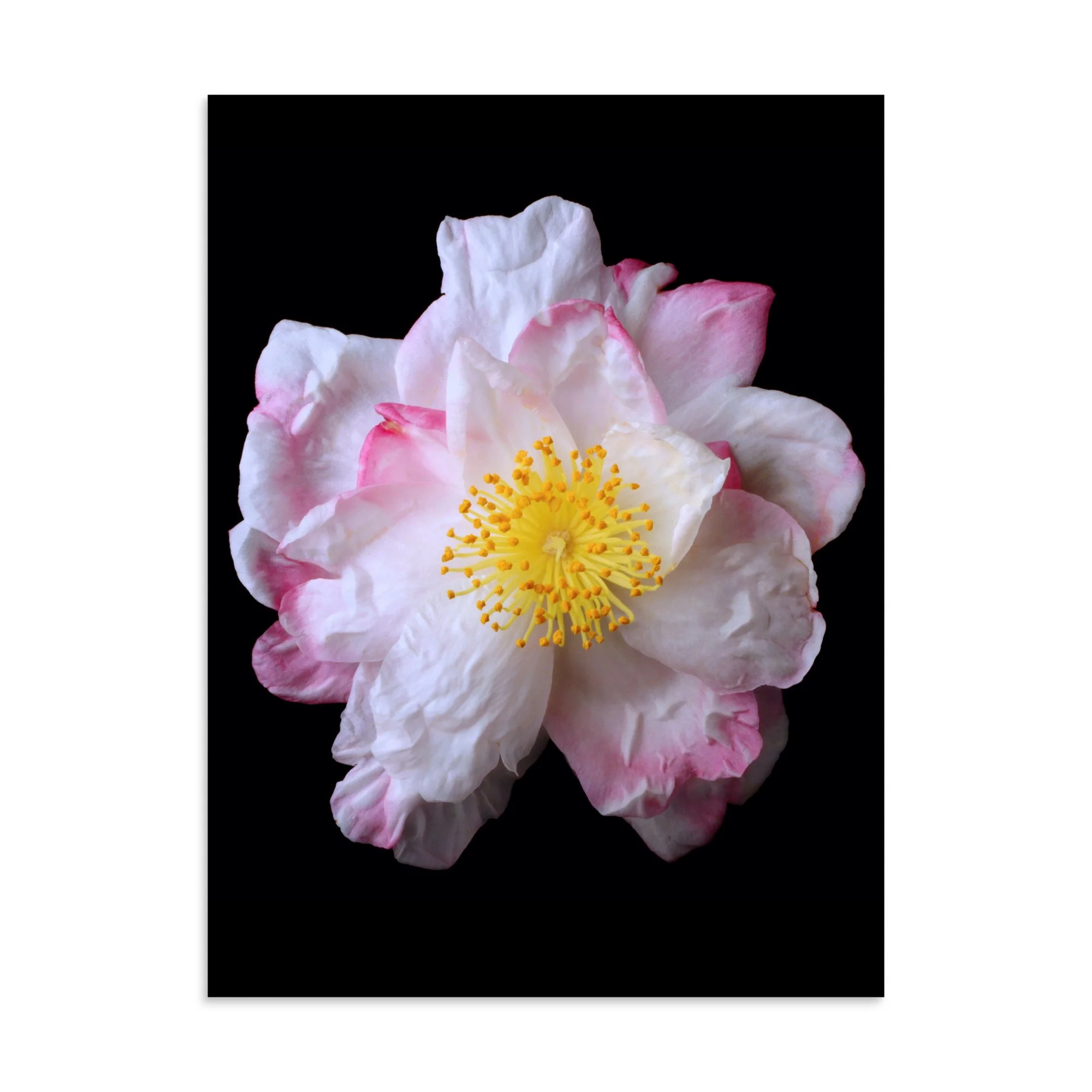 enhanced-matte-paper-poster-(in)-30x40-front-6a90d8055ea1c.jpg