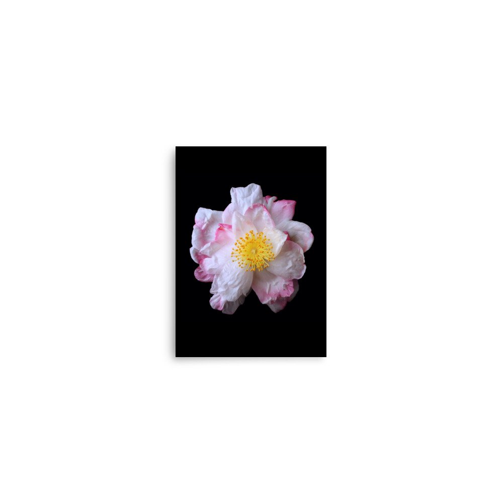 enhanced-matte-paper-poster-(in)-5x7-front-6a90d8055ea38.jpg