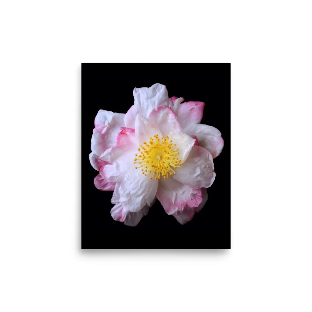 enhanced-matte-paper-poster-(in)-8x10-front-6a90d8055ea74.jpg
