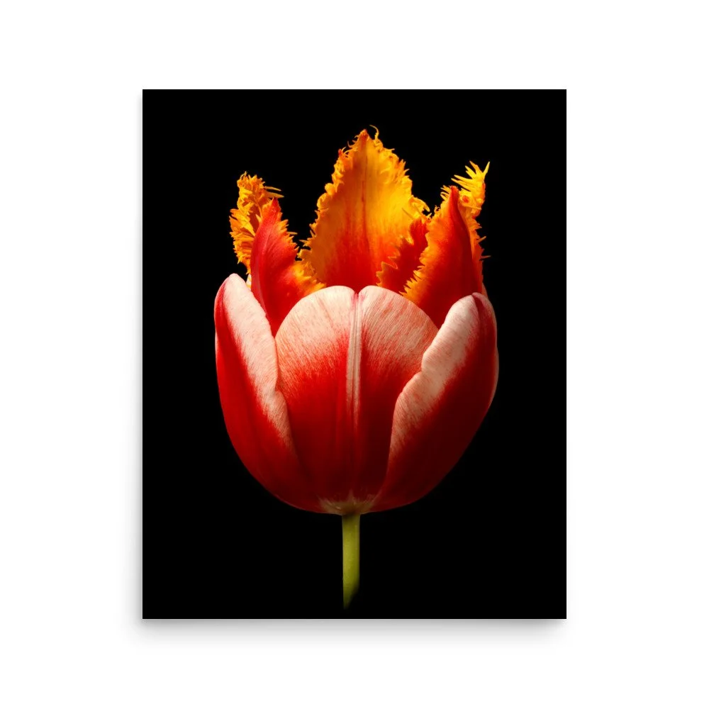 enhanced-matte-paper-poster-(in)-16x20-front-6a919631b2f24.jpg