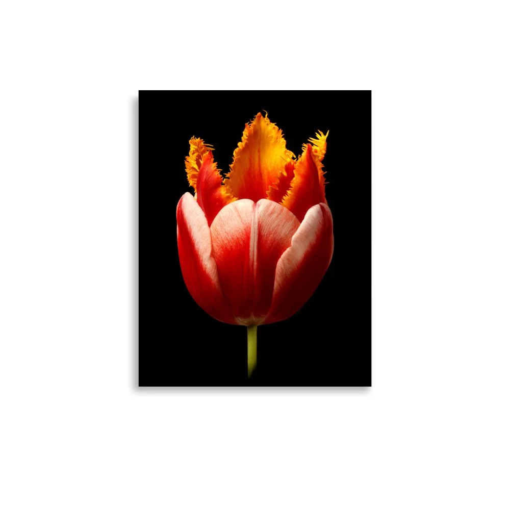 enhanced-matte-paper-poster-(in)-11x14-front-6a919631b391d.jpg