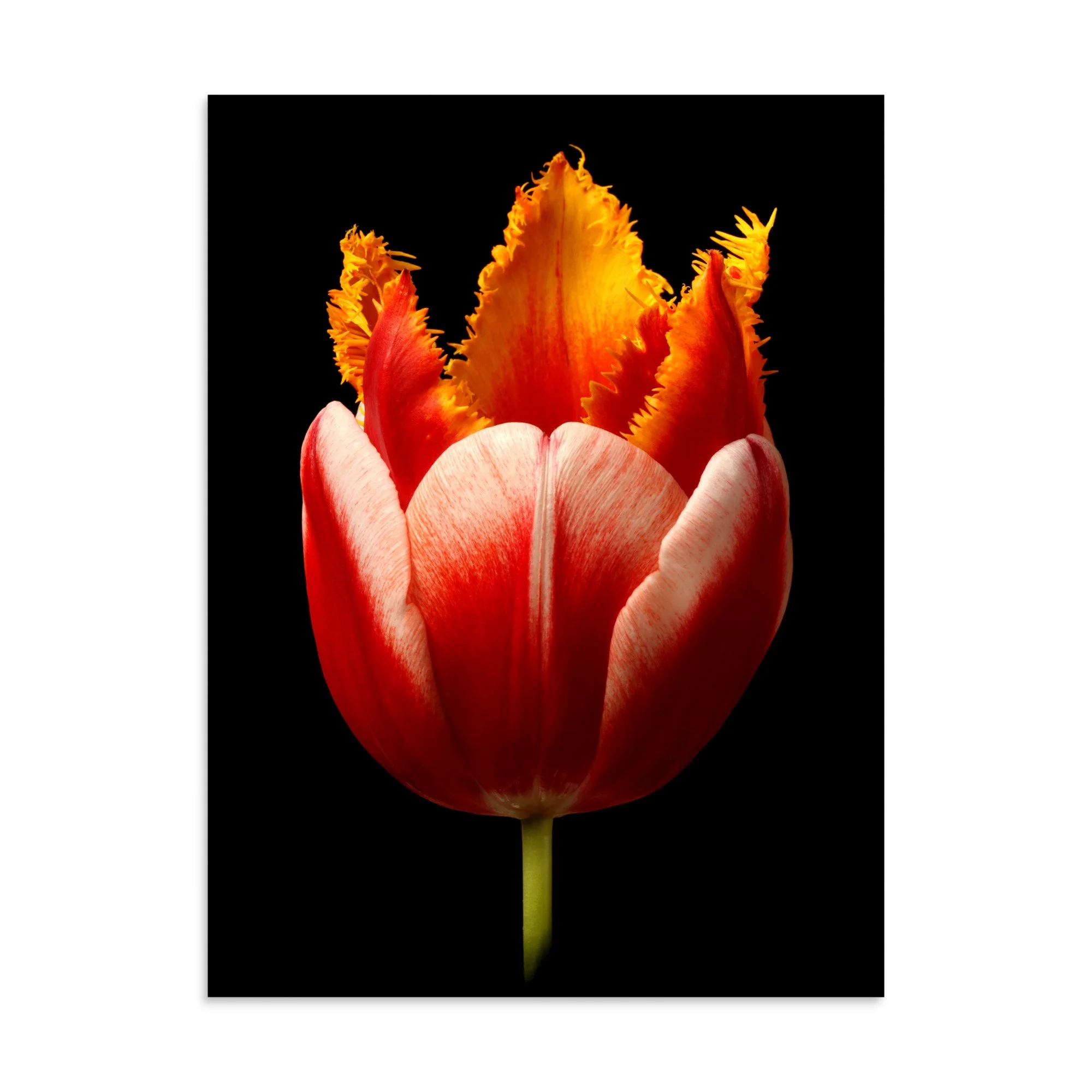 enhanced-matte-paper-poster-(in)-30x40-front-6a919631b39d4.jpg
