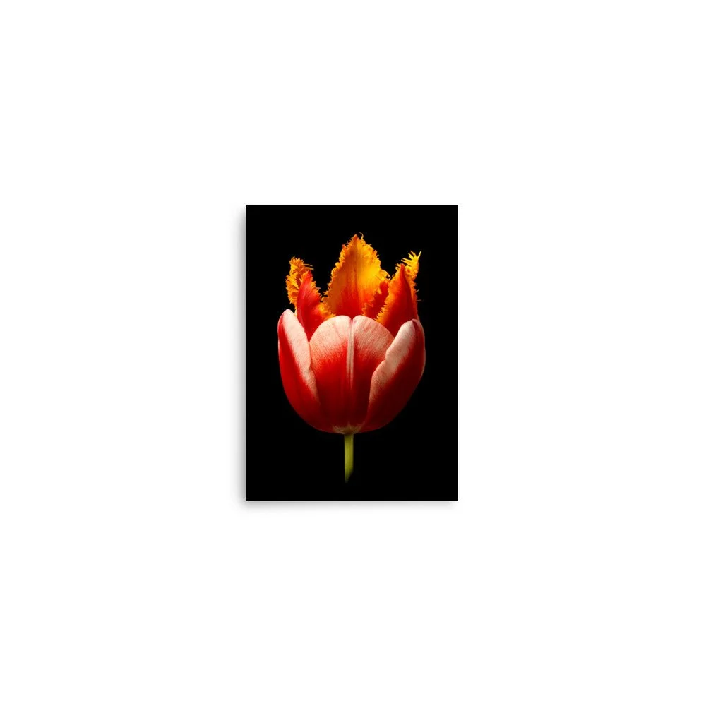 enhanced-matte-paper-poster-(in)-5x7-front-6a919631b39f2.jpg
