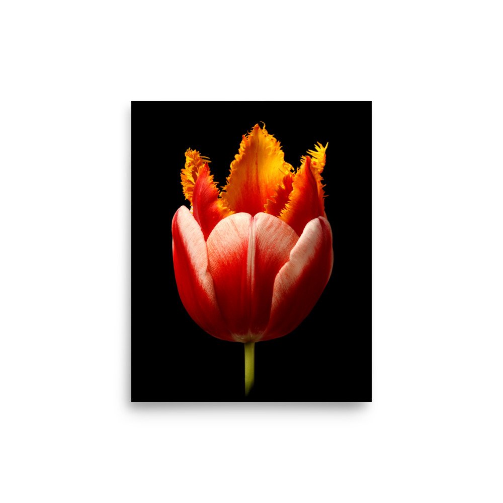 enhanced-matte-paper-poster-(in)-8x10-front-6a919631b3a25.jpg