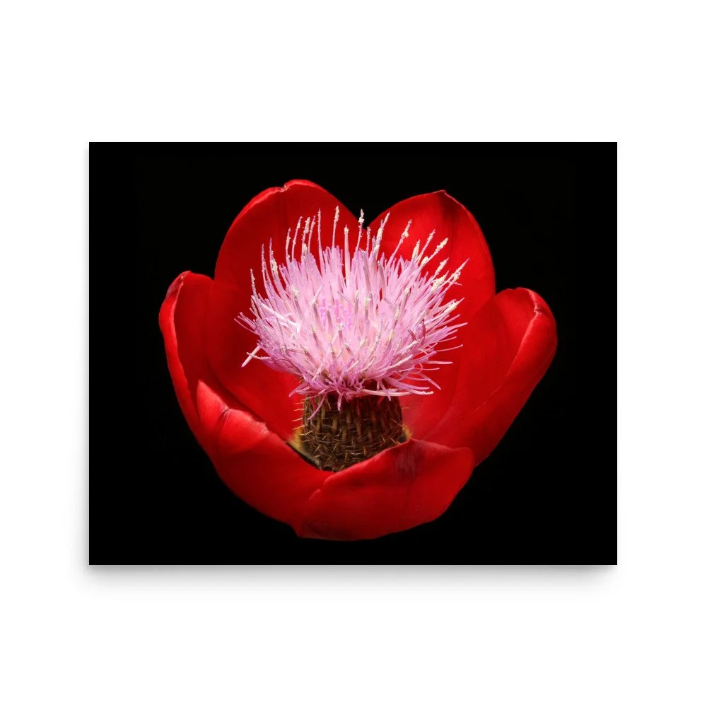 enhanced-matte-paper-poster-(in)-16x20-front-6a919f889eddc.jpg