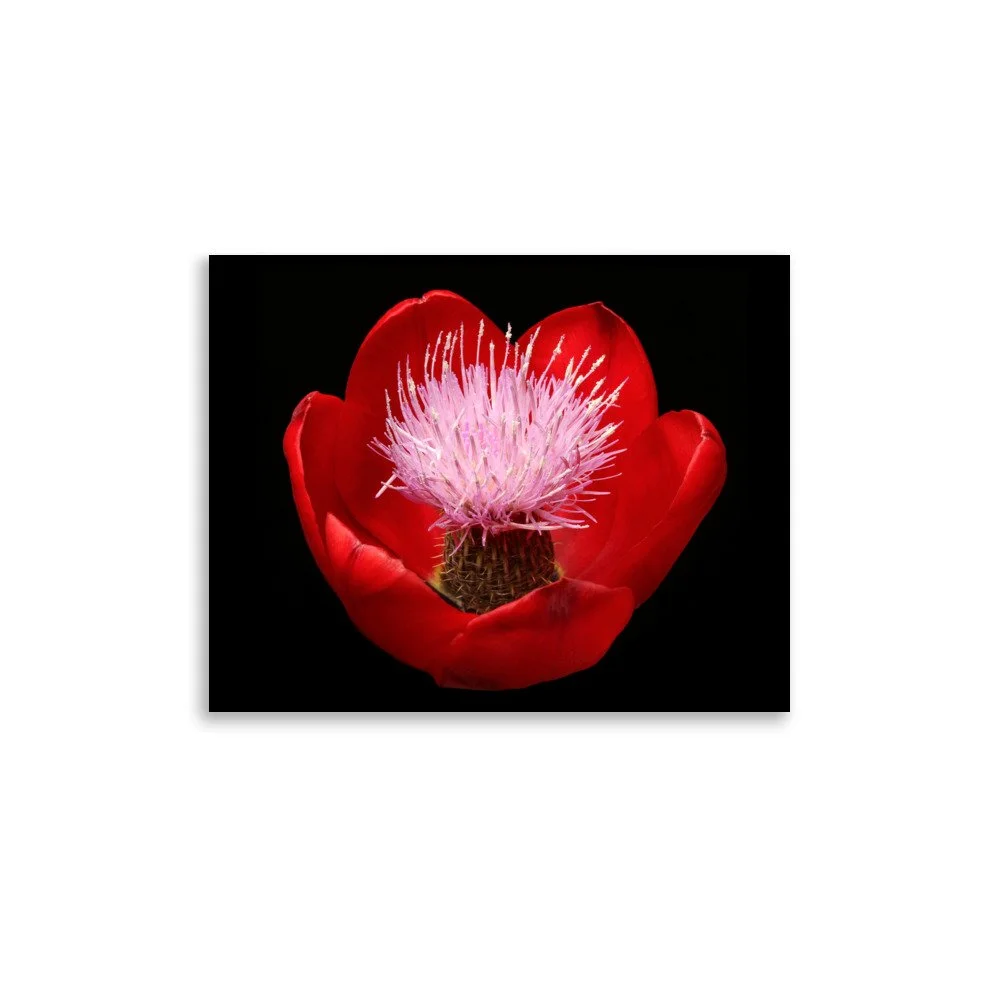 enhanced-matte-paper-poster-(in)-11x14-front-6a919f889f7b1.jpg