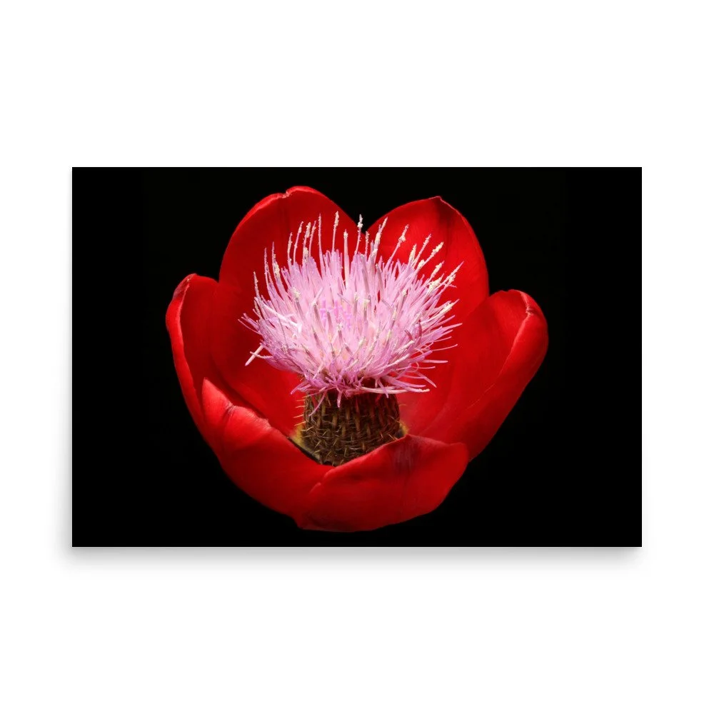 enhanced-matte-paper-poster-(in)-24x36-front-6a919f889f831.jpg