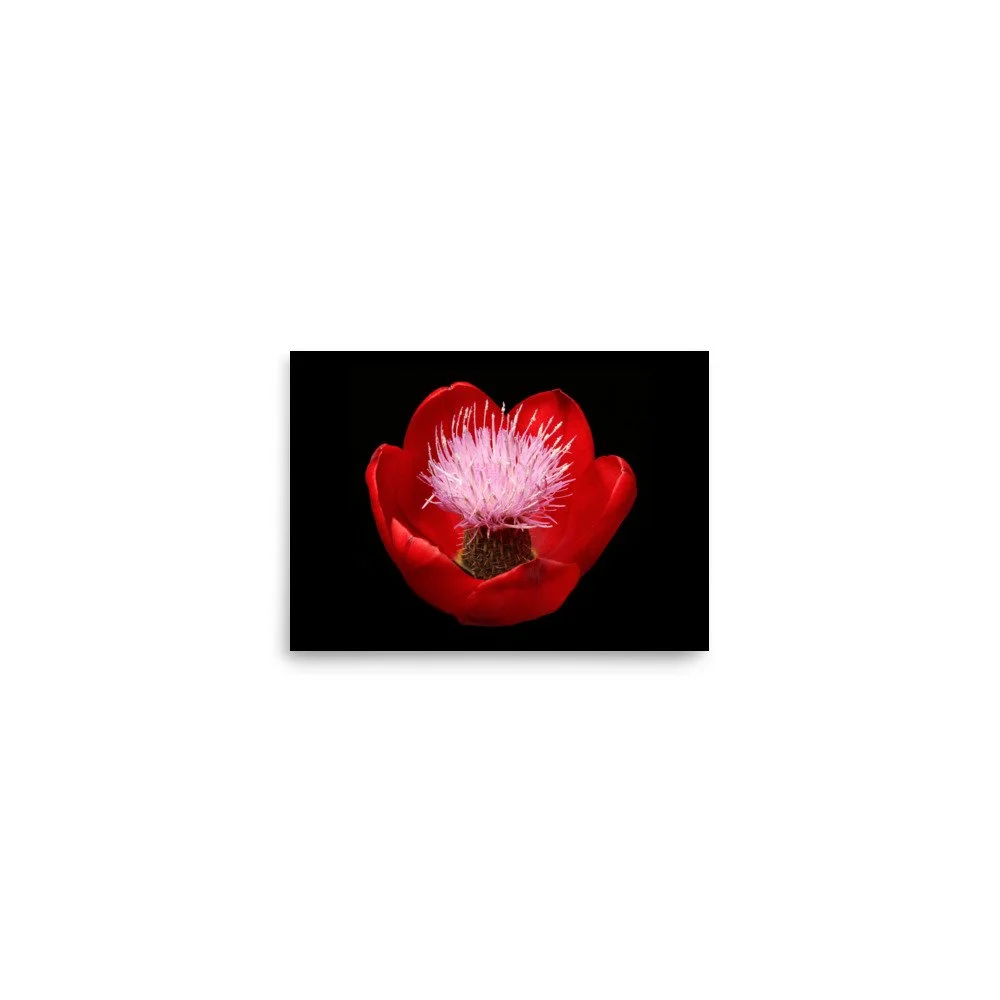 enhanced-matte-paper-poster-(in)-5x7-front-6a919f889f89b.jpg