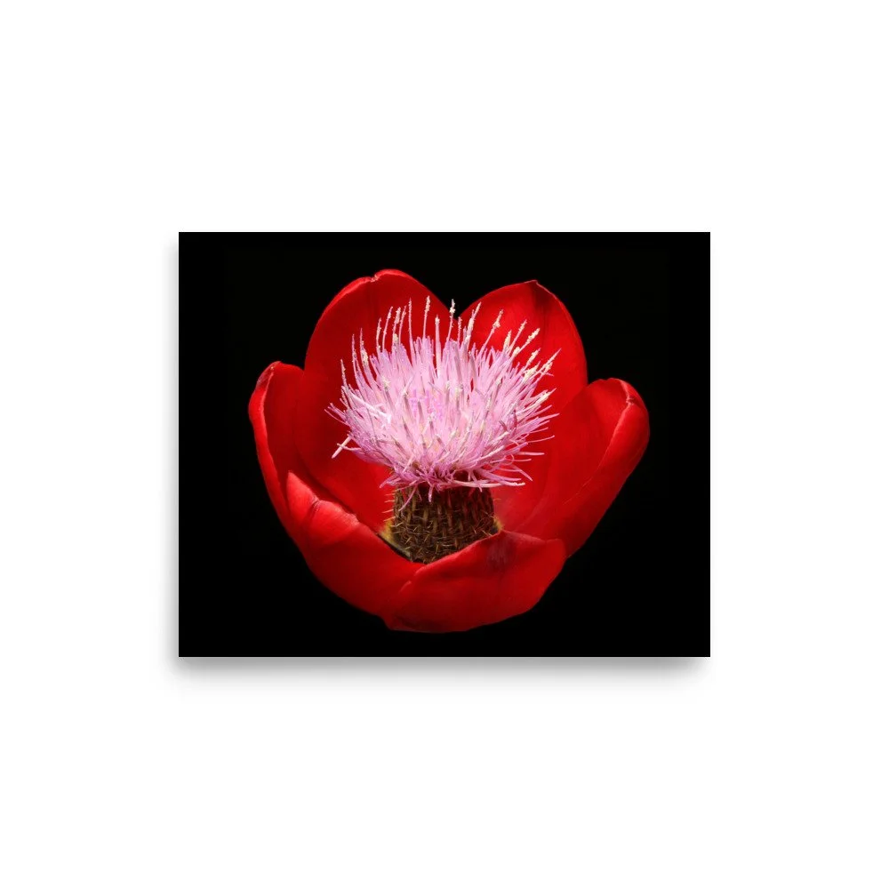 enhanced-matte-paper-poster-(in)-8x10-front-6a919f889f8d6.jpg